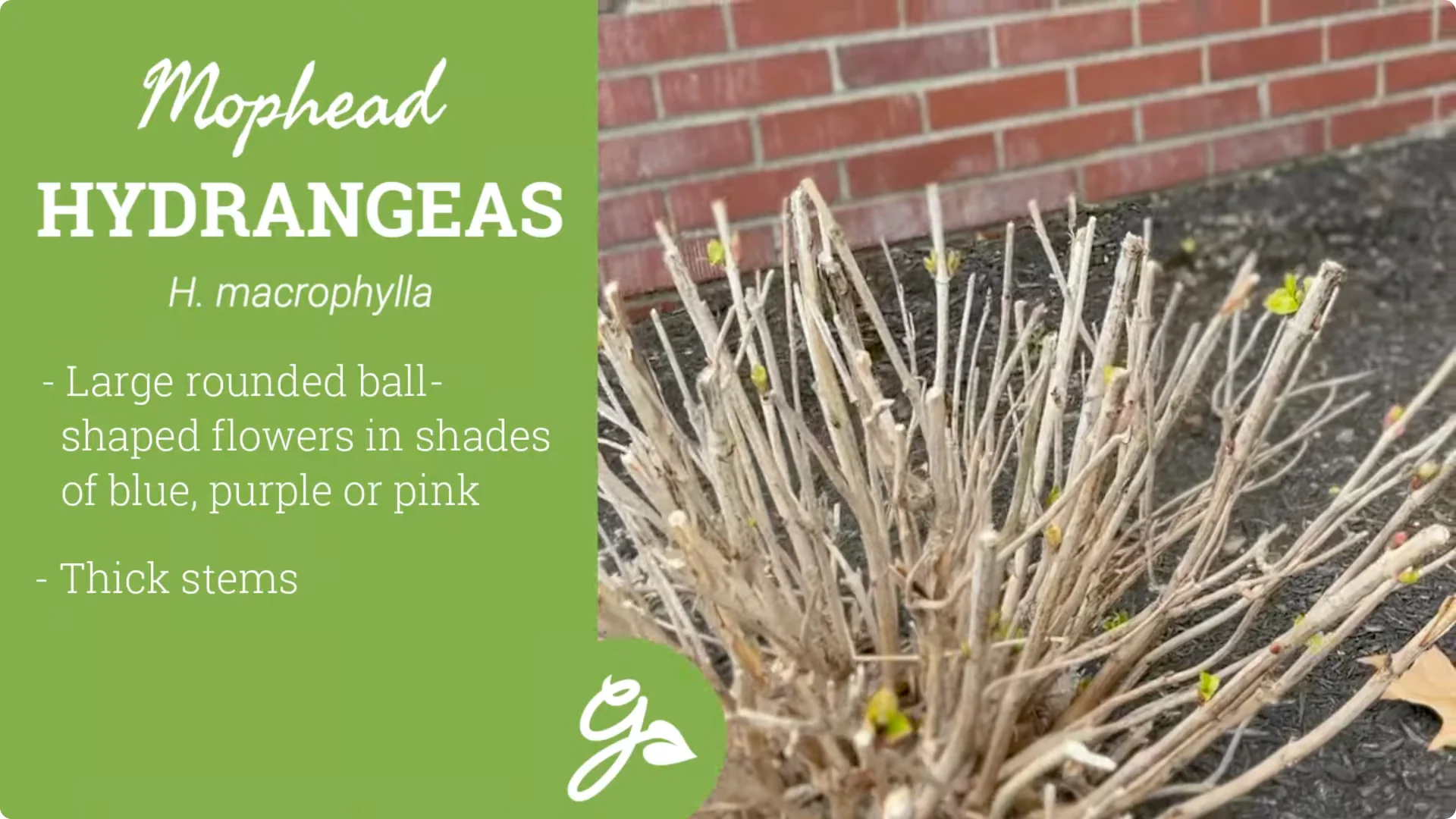 Master Hydrangea Pruning with These Expert Tips screenshot 1