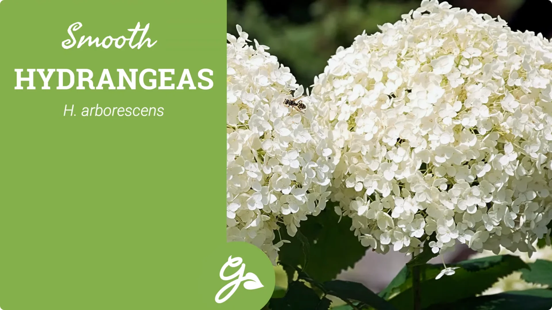 Master Hydrangea Pruning with These Expert Tips screenshot 10