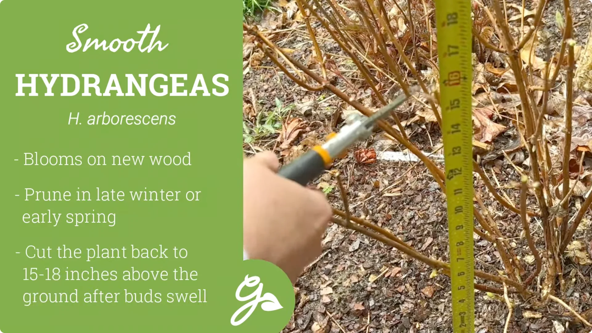 Master Hydrangea Pruning with These Expert Tips screenshot 11