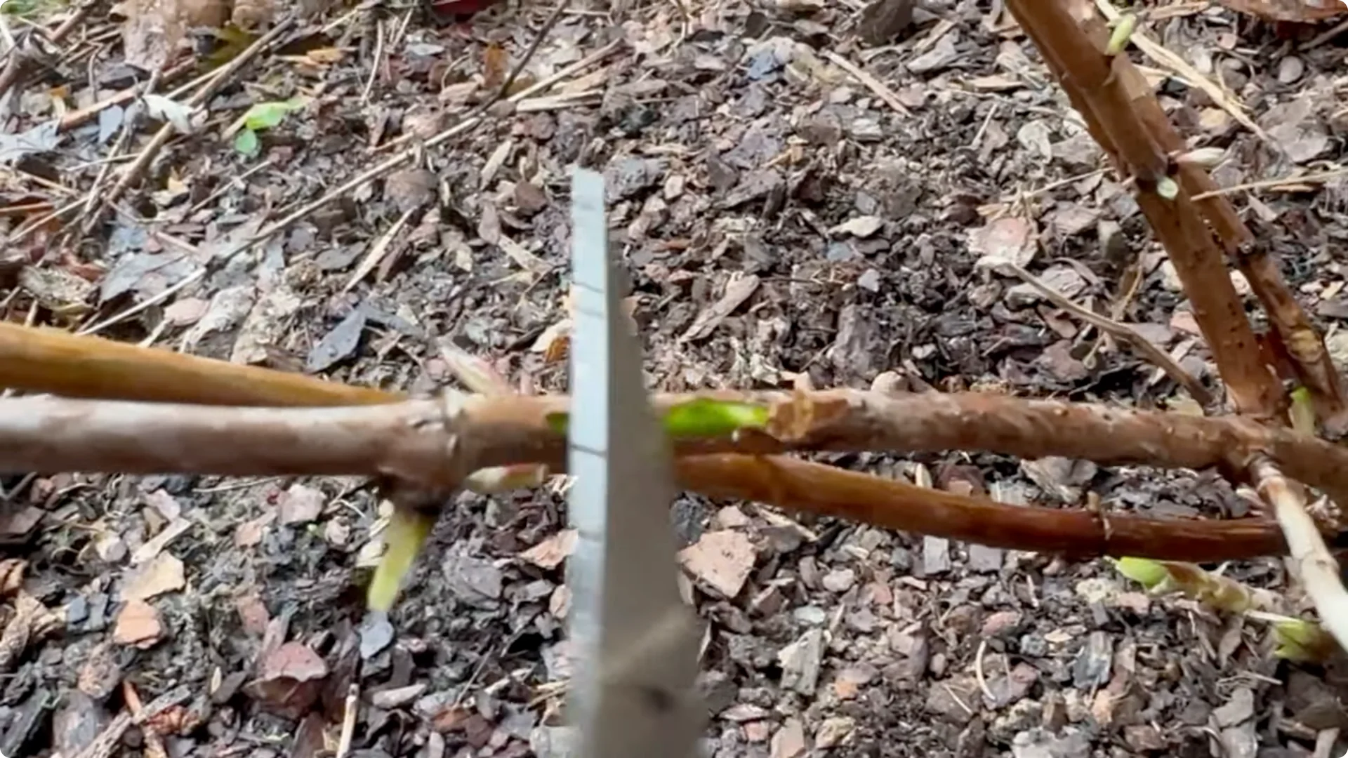 Master Hydrangea Pruning with These Expert Tips screenshot 12