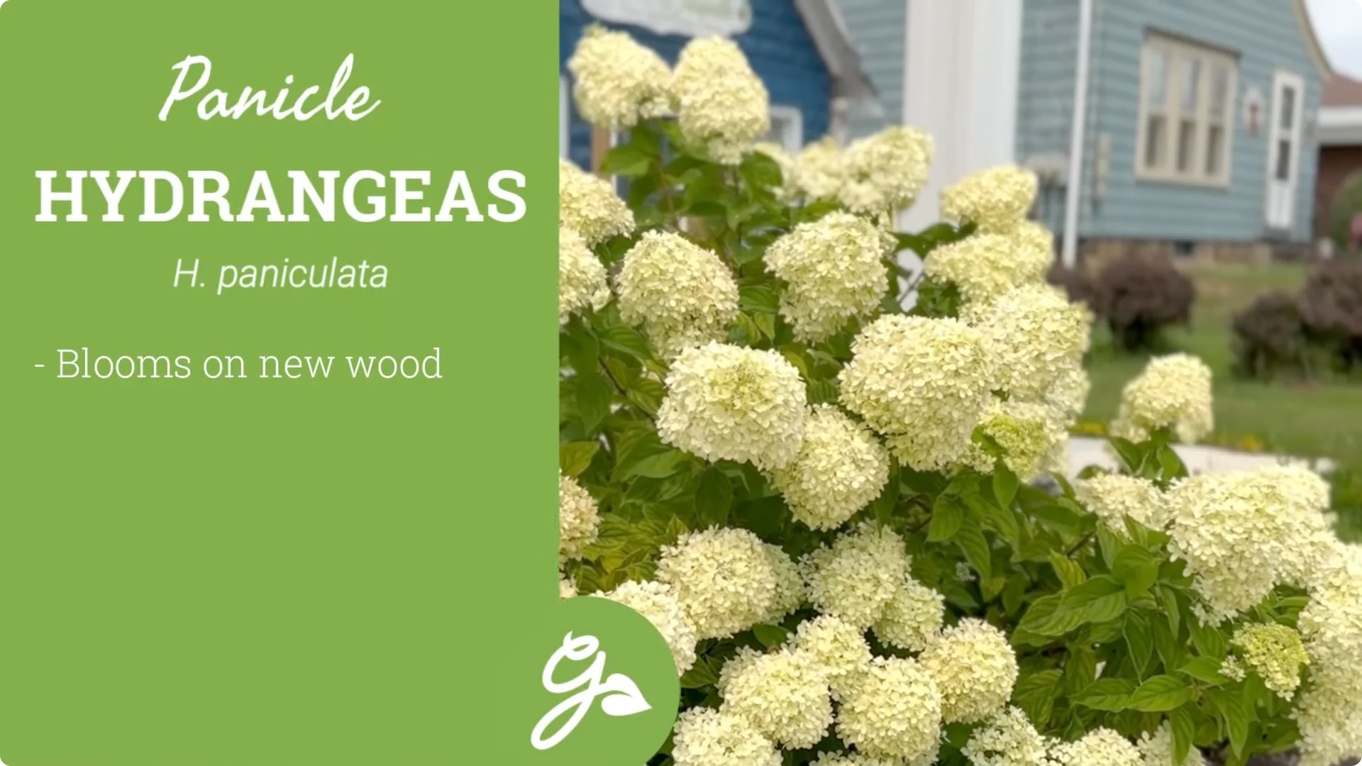 Master Hydrangea Pruning with These Expert Tips screenshot 13
