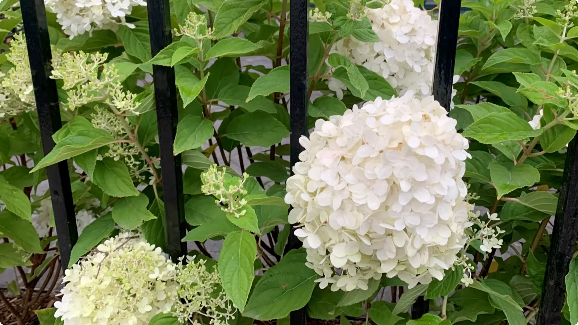 Master Hydrangea Pruning with These Expert Tips screenshot 14