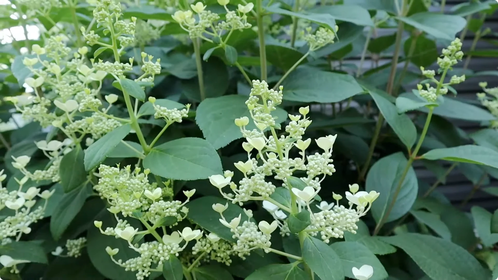 Master Hydrangea Pruning with These Expert Tips screenshot 15