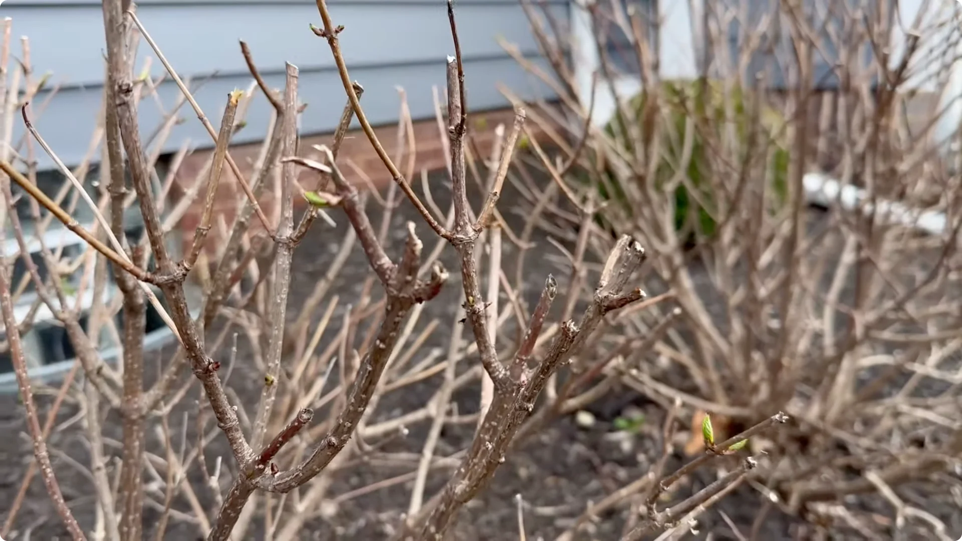 Master Hydrangea Pruning with These Expert Tips screenshot 16
