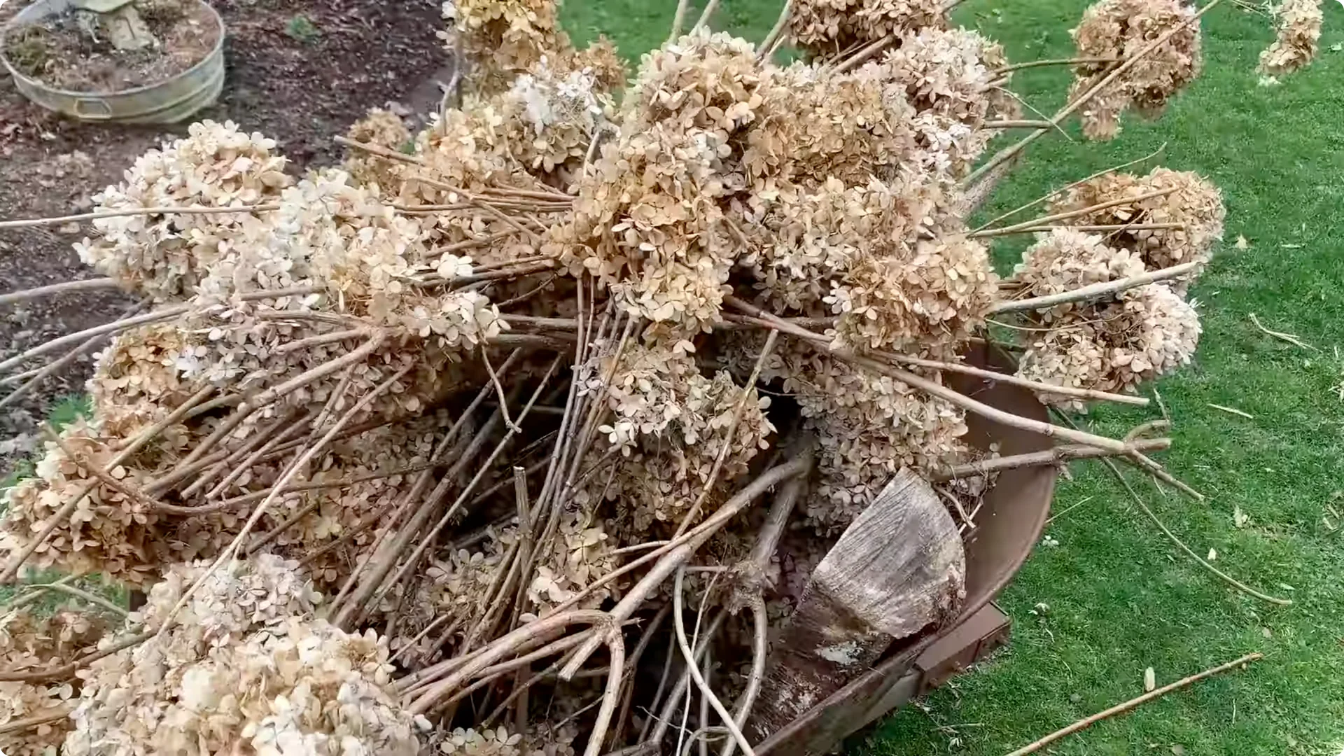 Master Hydrangea Pruning with These Expert Tips screenshot 18