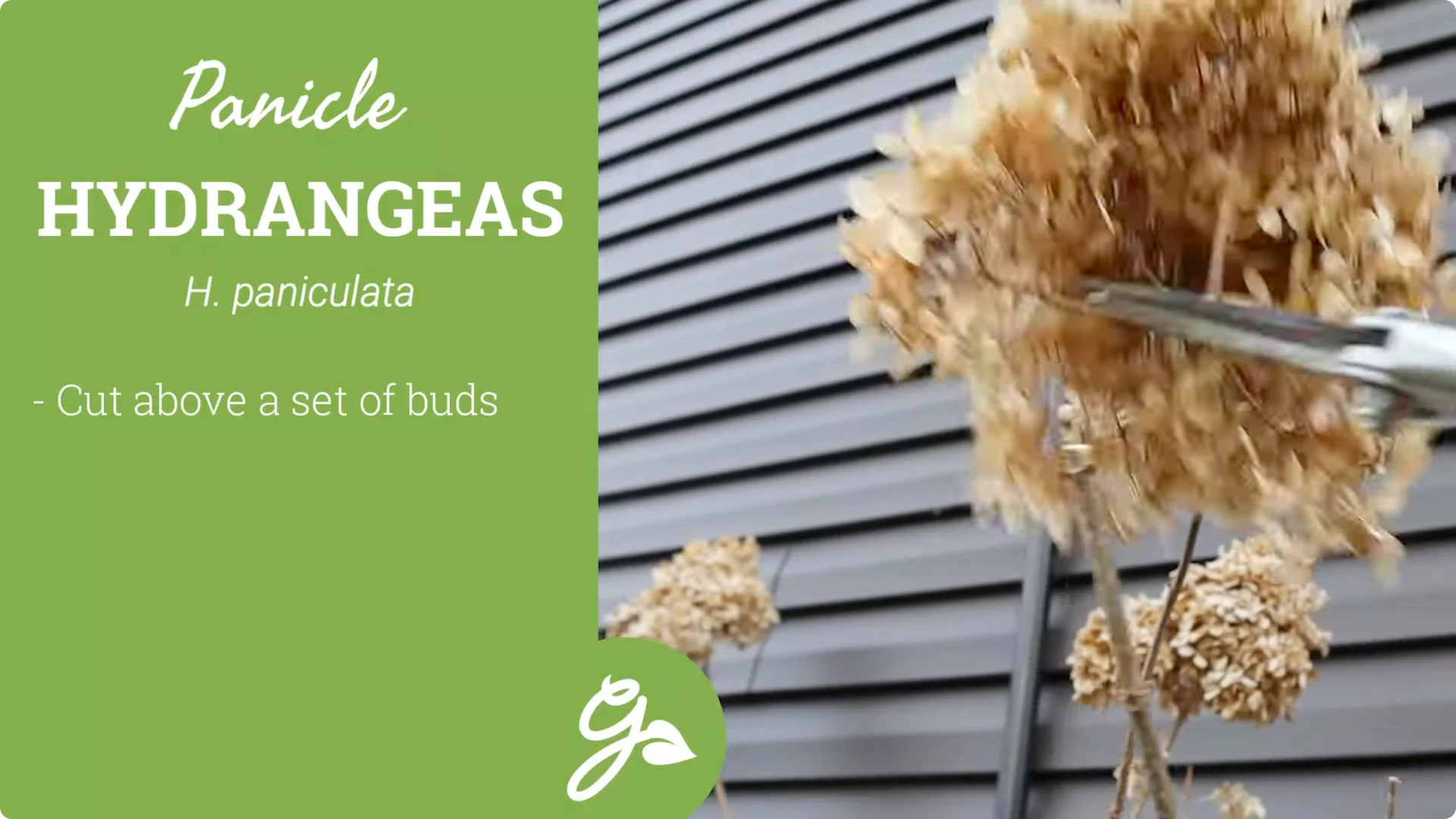 Master Hydrangea Pruning with These Expert Tips screenshot 19