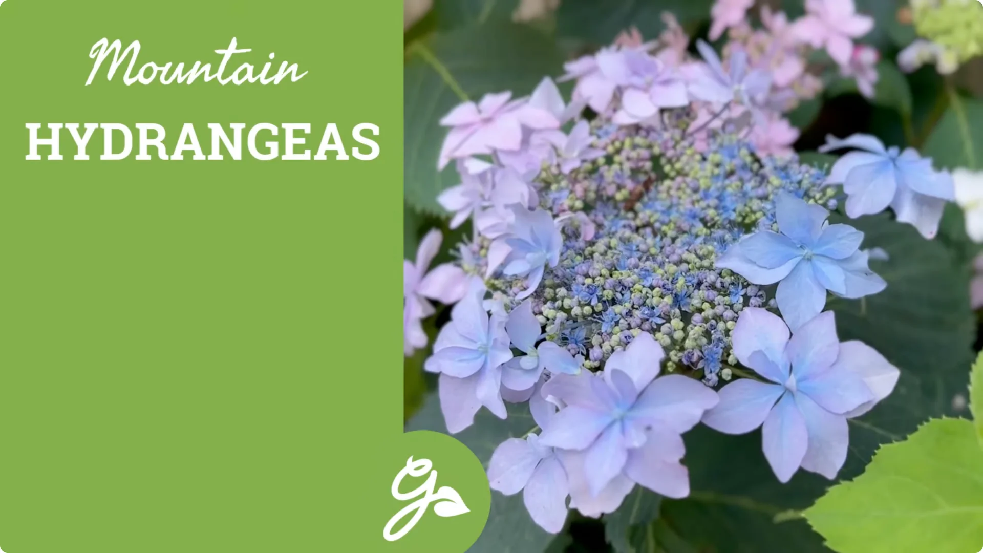 Master Hydrangea Pruning with These Expert Tips screenshot 2