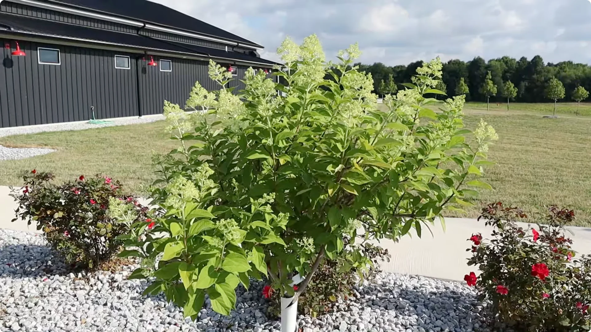 Master Hydrangea Pruning with These Expert Tips screenshot 20