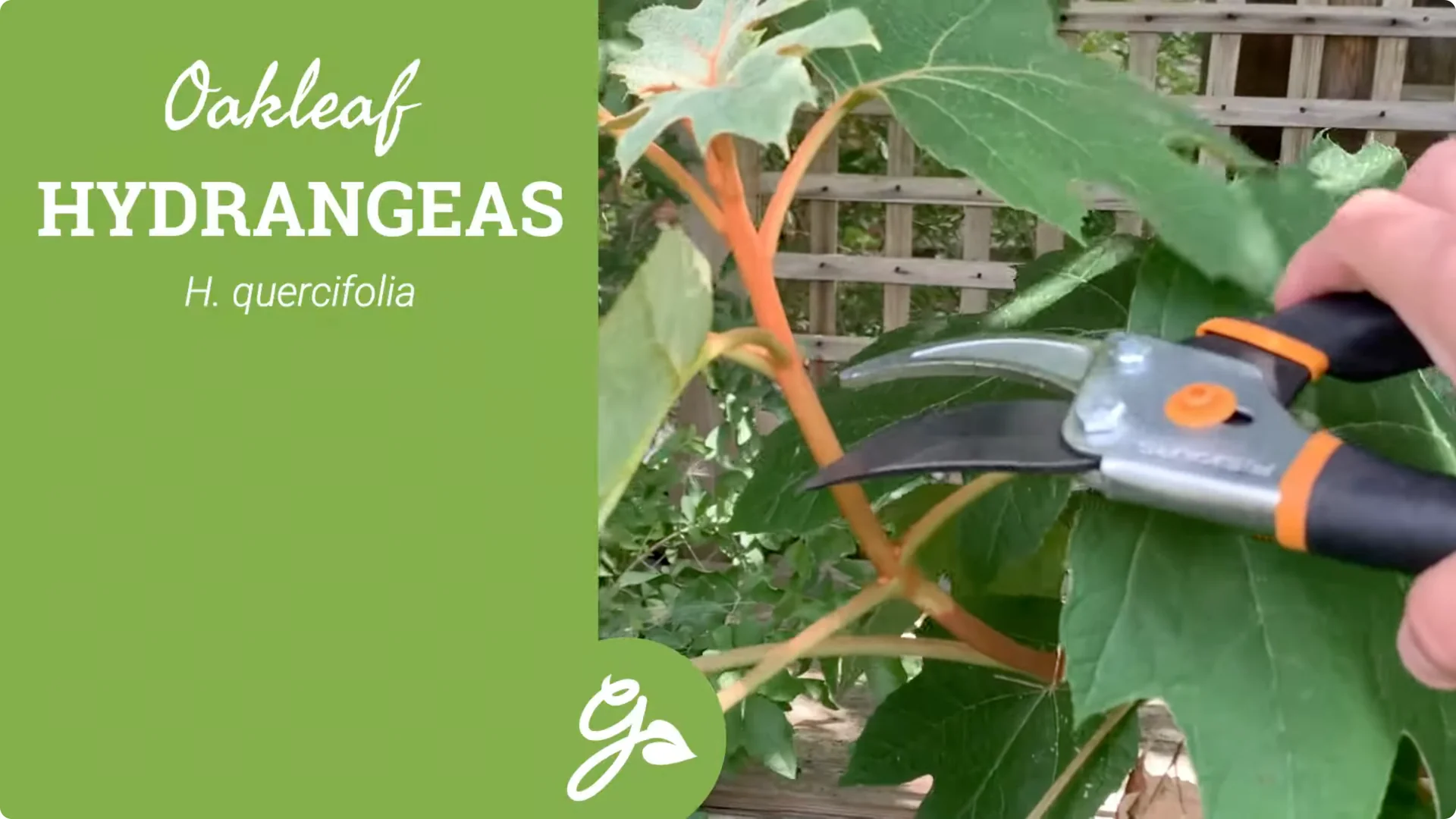 Master Hydrangea Pruning with These Expert Tips screenshot 23