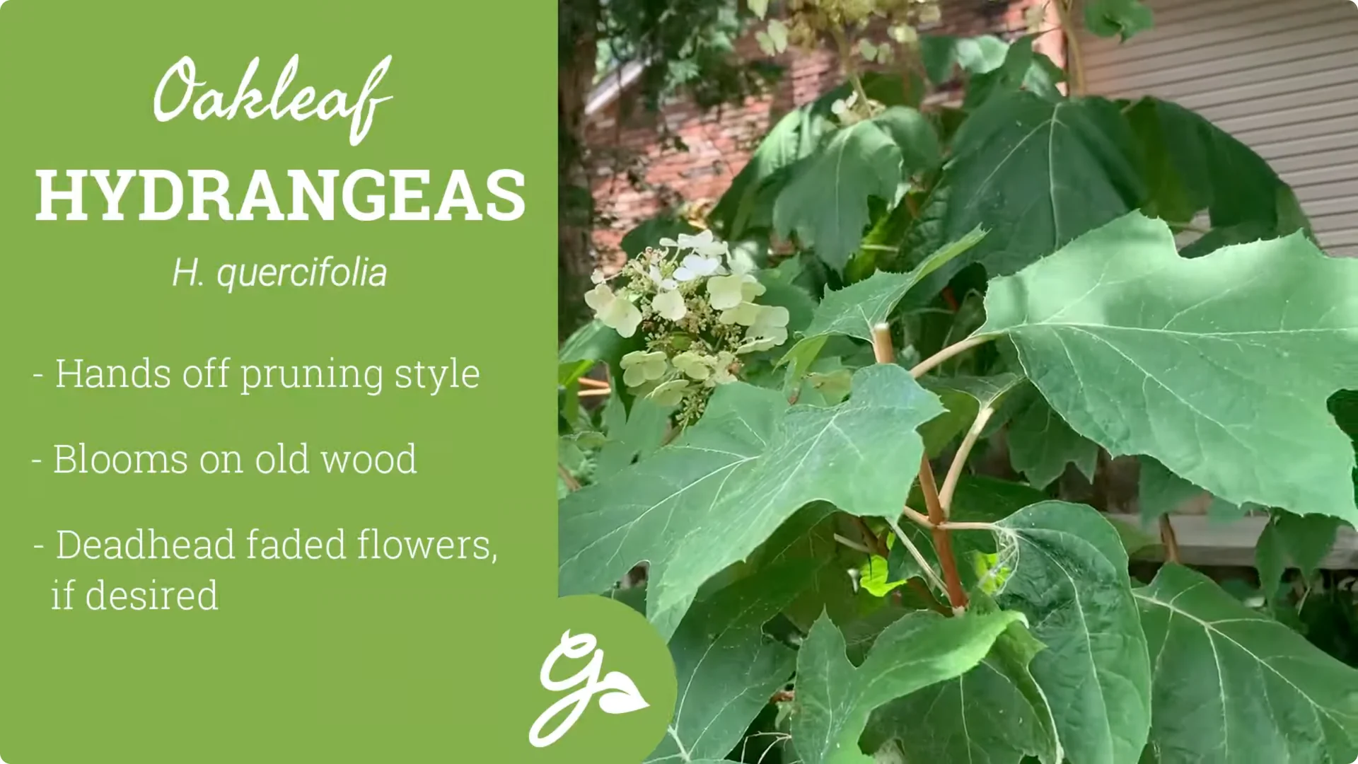 Master Hydrangea Pruning with These Expert Tips screenshot 24