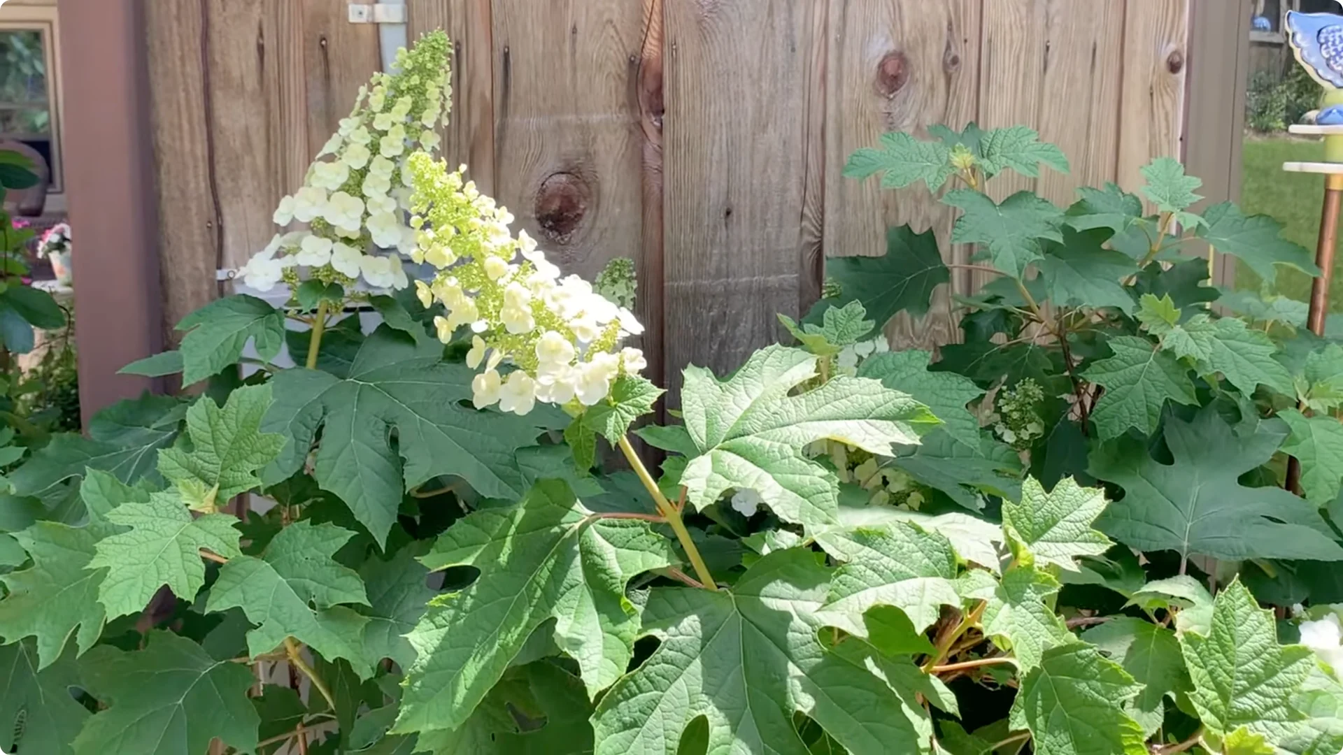 Master Hydrangea Pruning with These Expert Tips screenshot 25