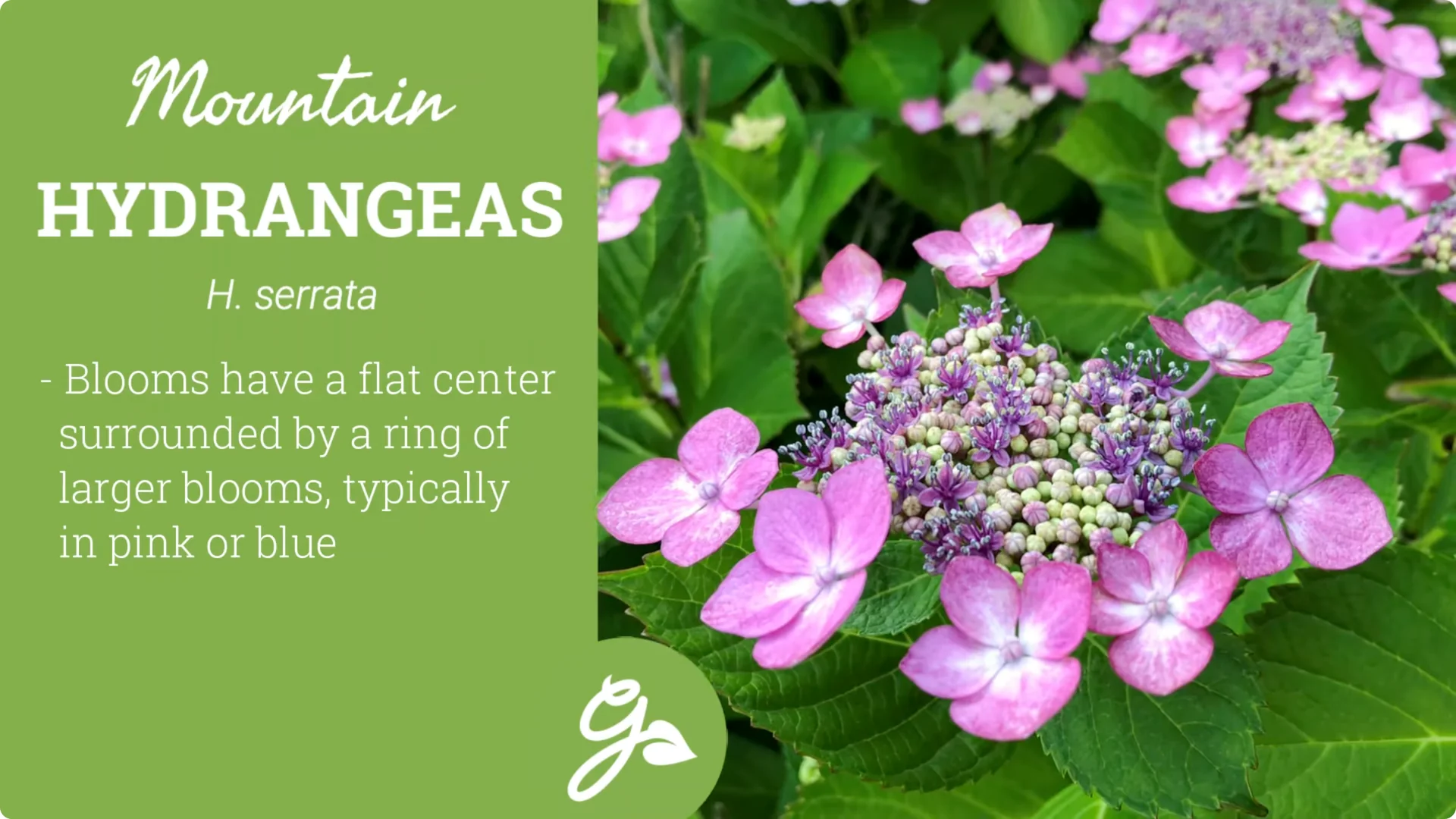 Master Hydrangea Pruning with These Expert Tips screenshot 3