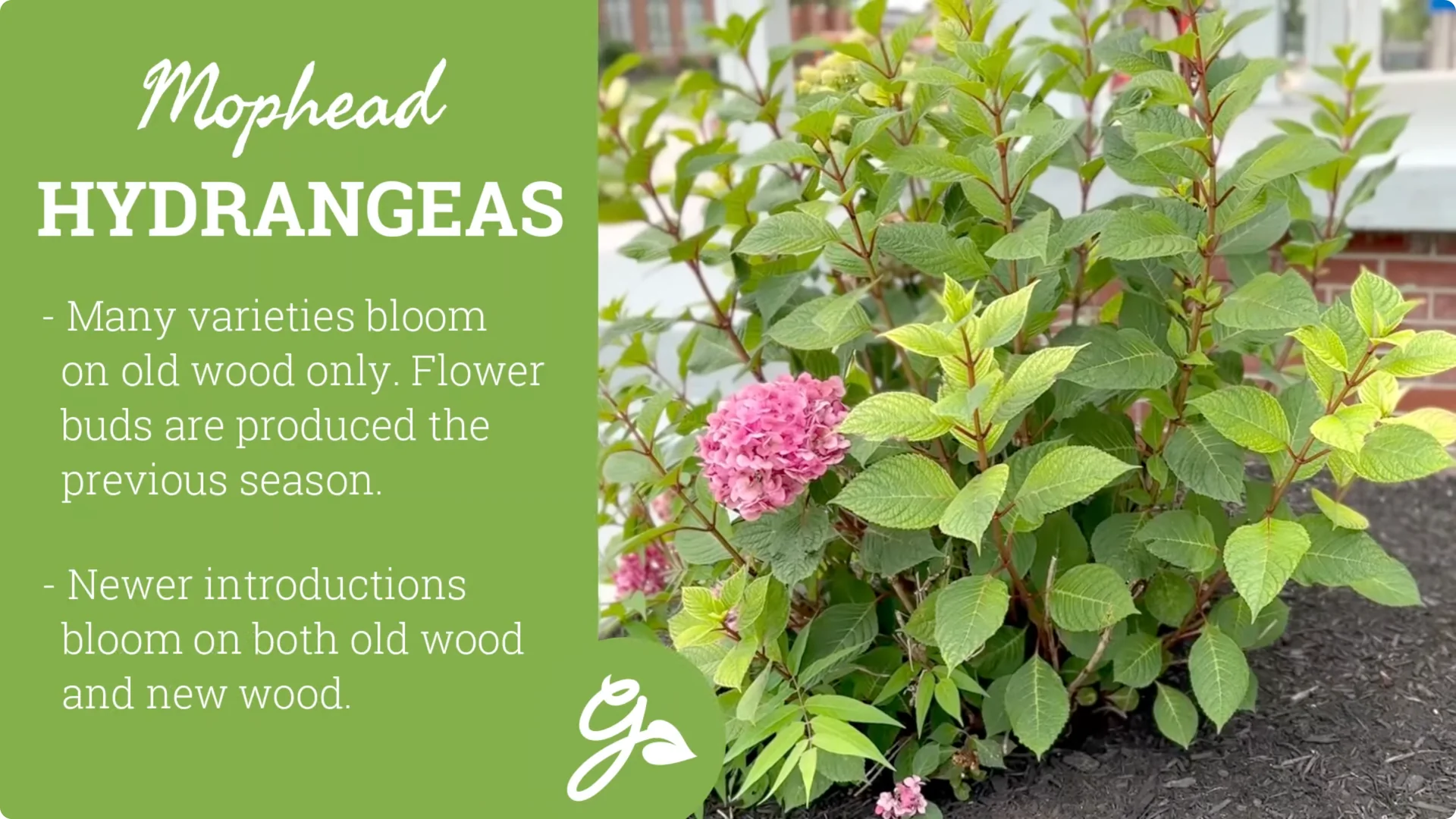 Master Hydrangea Pruning with These Expert Tips screenshot 5