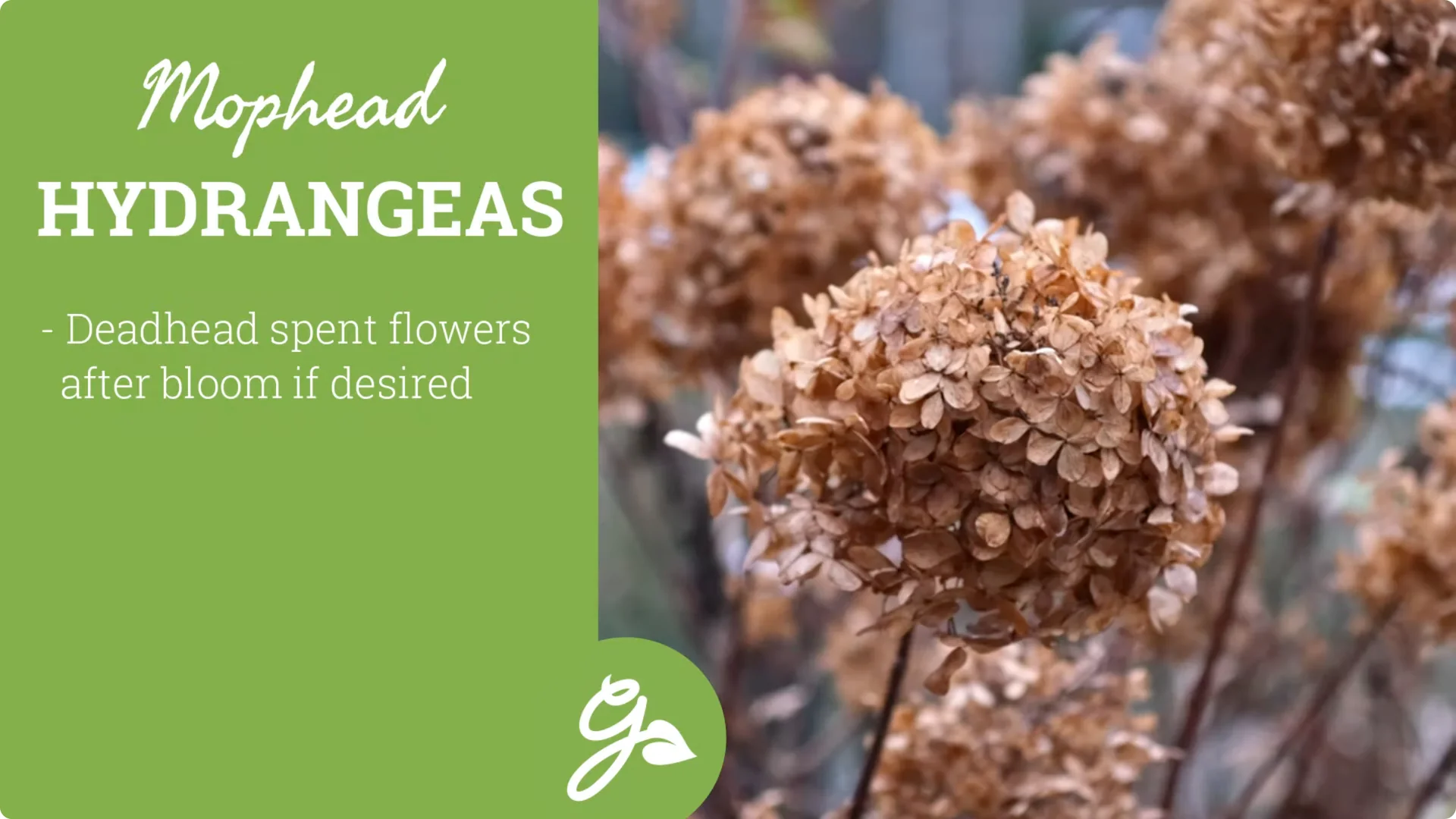 Master Hydrangea Pruning with These Expert Tips screenshot 6