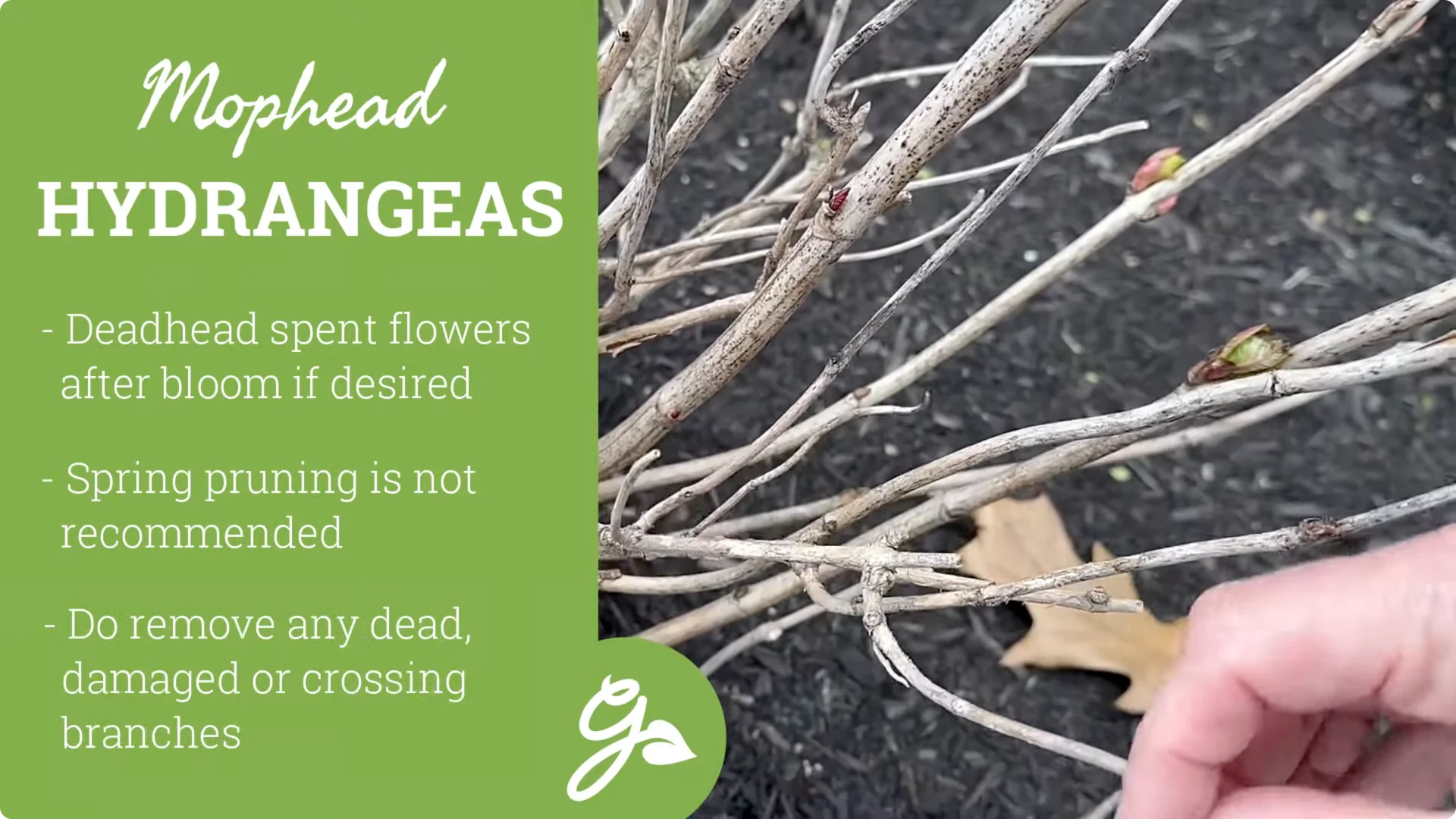 Master Hydrangea Pruning with These Expert Tips screenshot 7