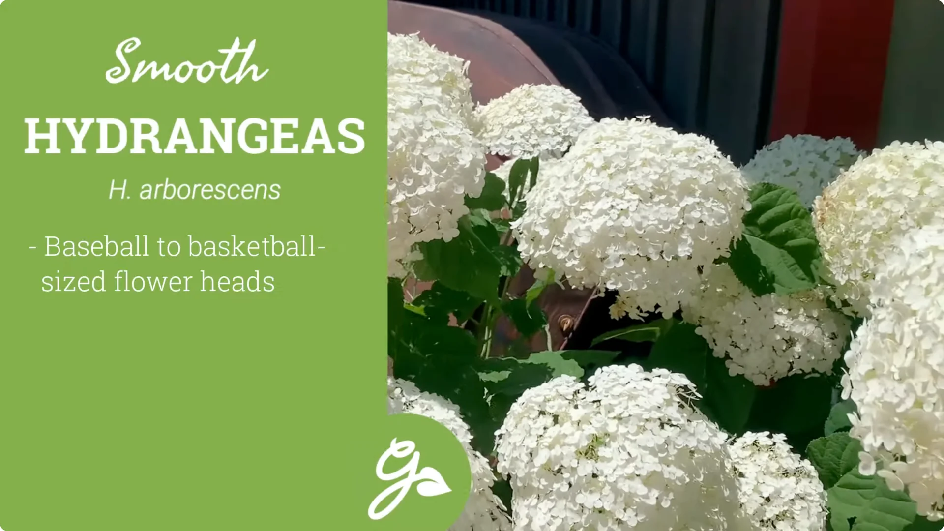 Master Hydrangea Pruning with These Expert Tips screenshot 8