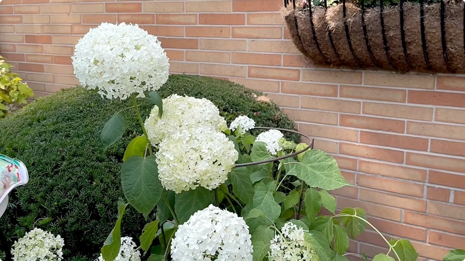 Master Hydrangea Pruning with These Expert Tips screenshot 9