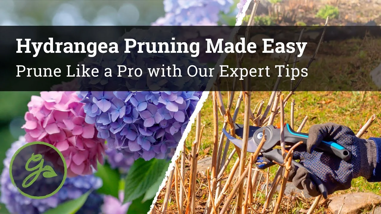 Master Hydrangea Pruning with These Expert Tips - Featured Image
