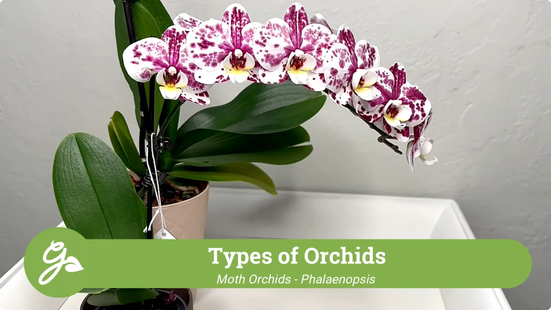 Orchid Care for Beginners: Easy Tips to Help Them Thrive screenshot 1