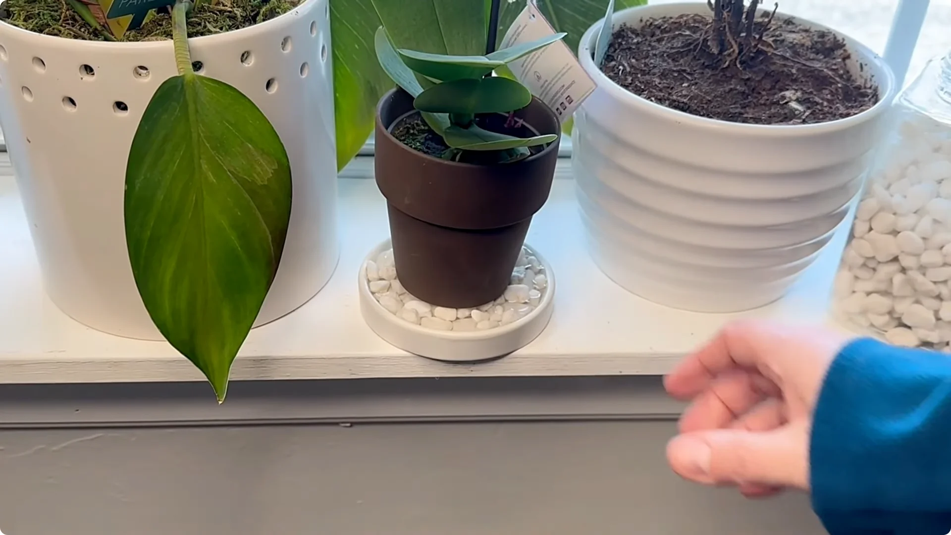 Orchid Care for Beginners: Easy Tips to Help Them Thrive screenshot 11