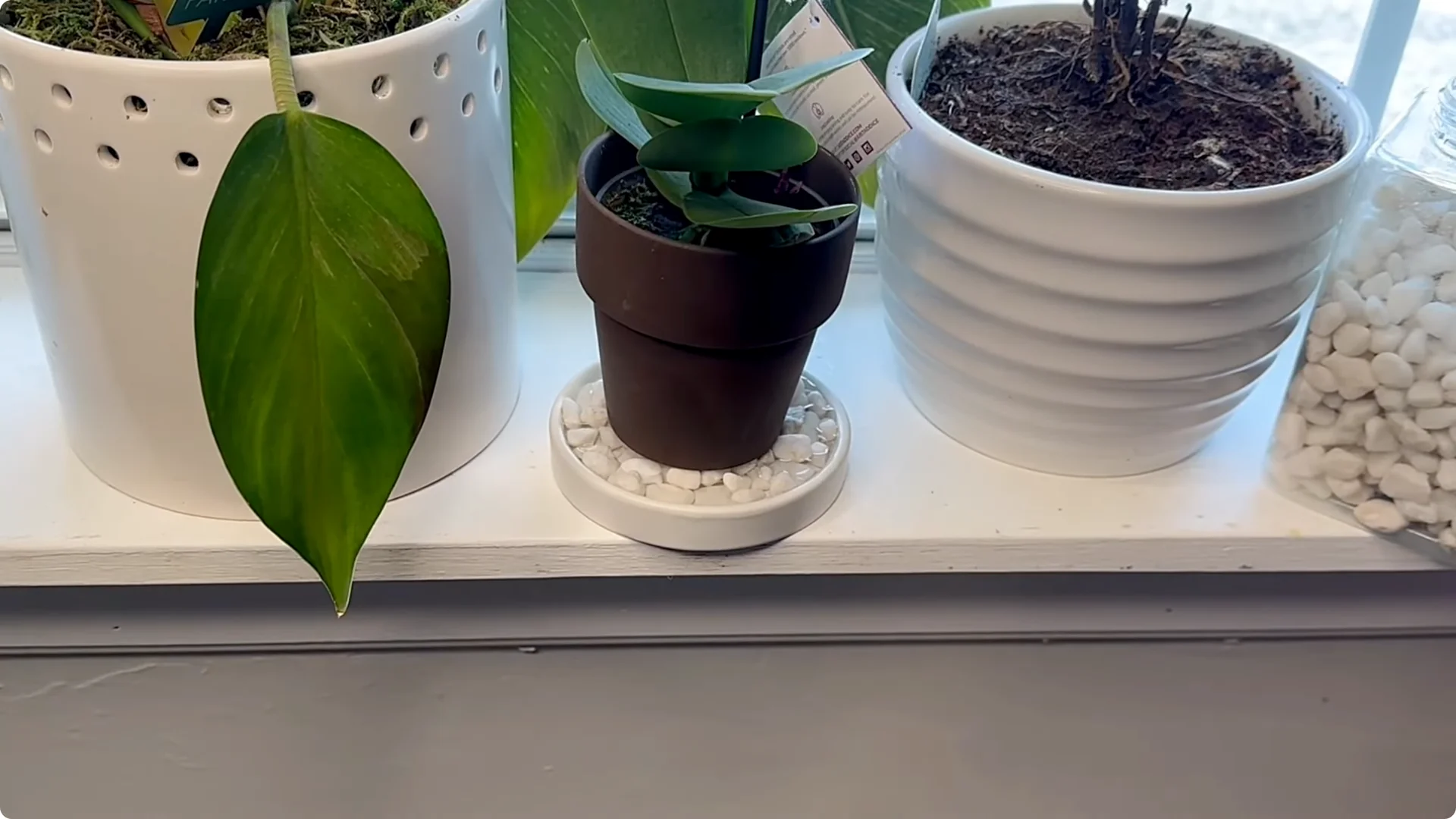 Orchid Care for Beginners: Easy Tips to Help Them Thrive screenshot 13