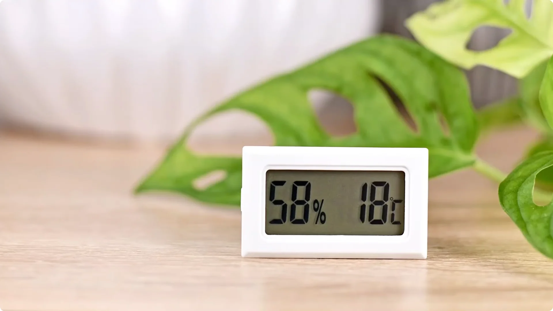 Orchid Care for Beginners: Easy Tips to Help Them Thrive screenshot 14