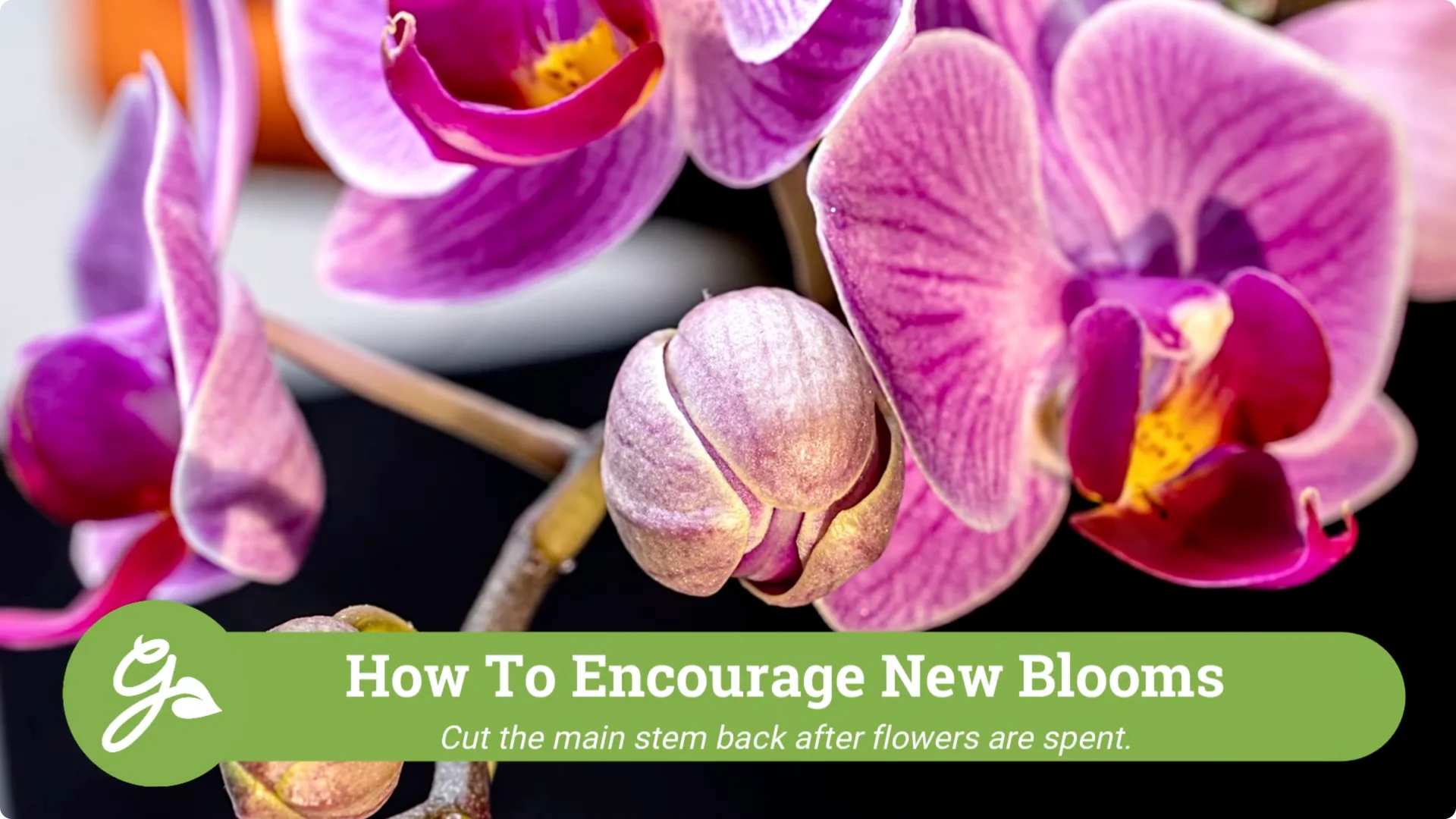 Orchid Care for Beginners: Easy Tips to Help Them Thrive screenshot 16