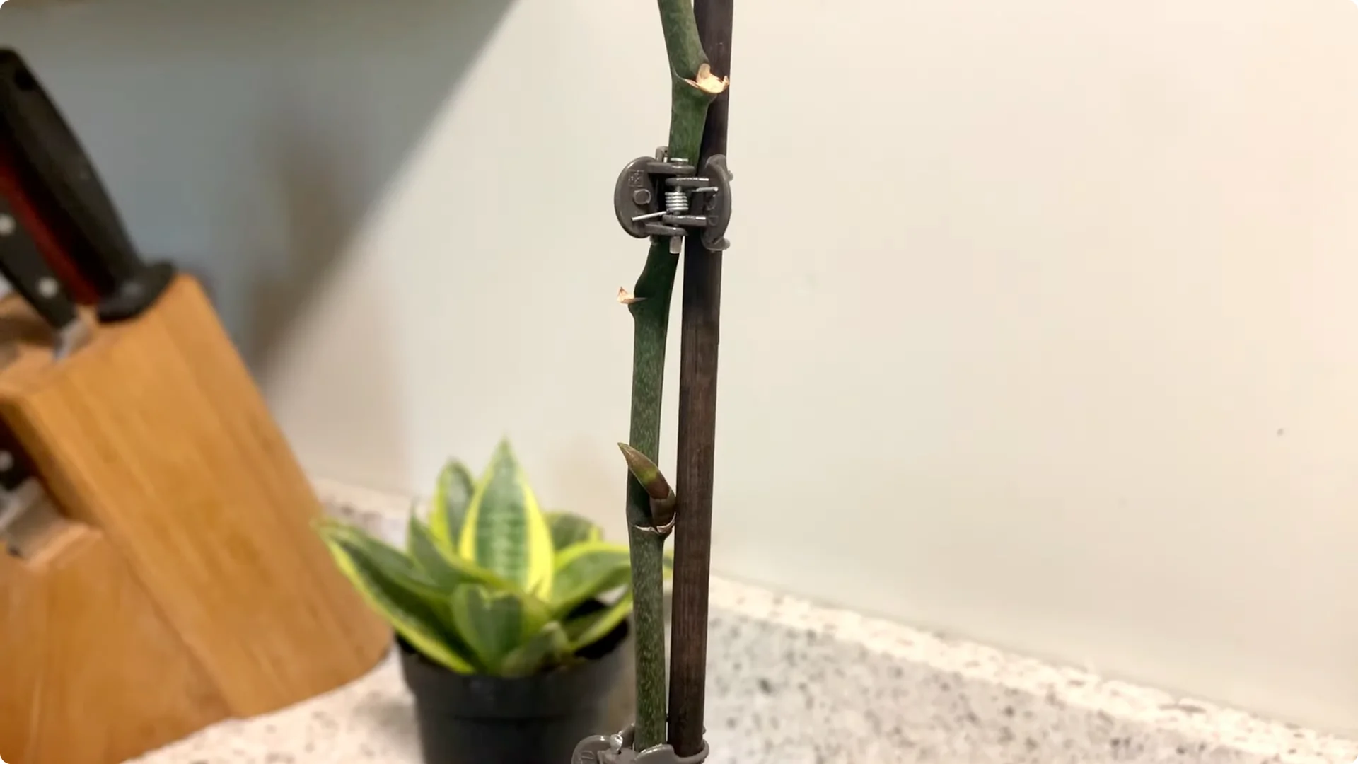 Orchid Care for Beginners: Easy Tips to Help Them Thrive screenshot 17