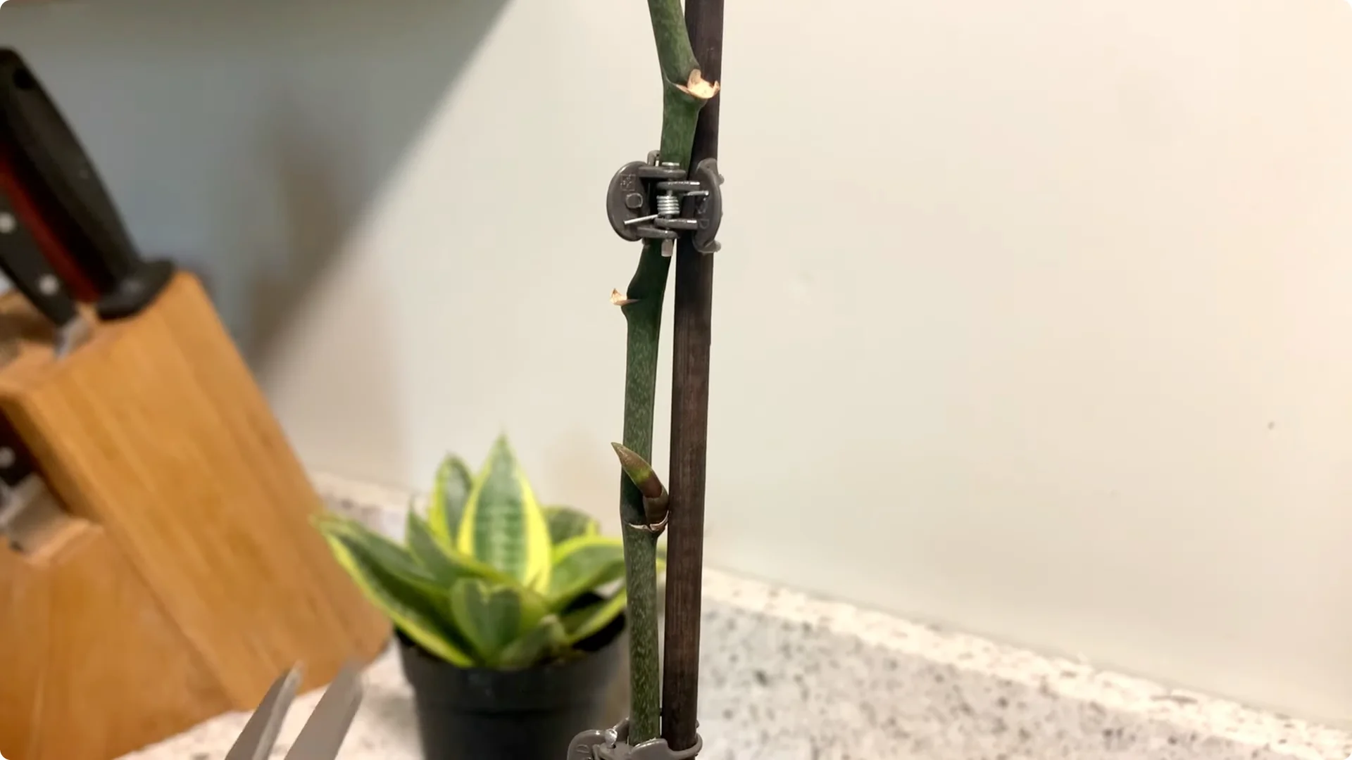 Orchid Care for Beginners: Easy Tips to Help Them Thrive screenshot 18