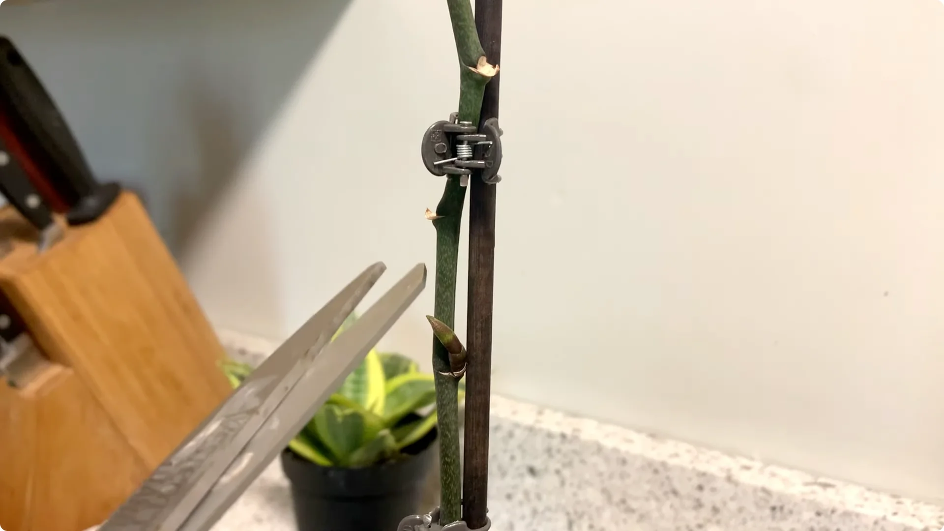 Orchid Care for Beginners: Easy Tips to Help Them Thrive screenshot 19