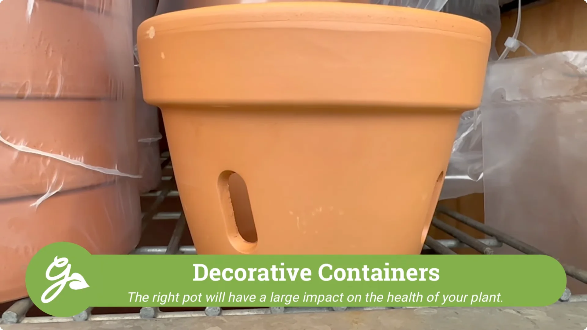 Orchid Care for Beginners: Easy Tips to Help Them Thrive screenshot 2