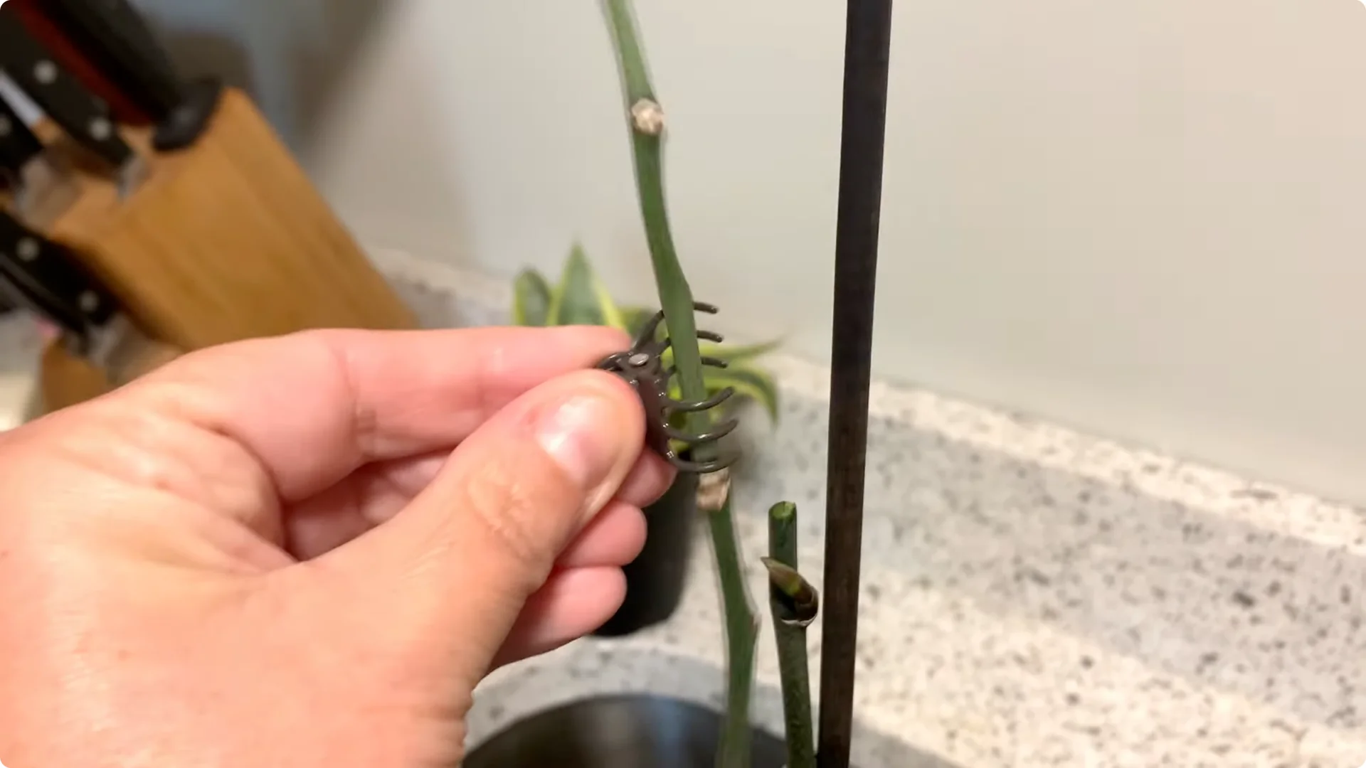 Orchid Care for Beginners: Easy Tips to Help Them Thrive screenshot 20