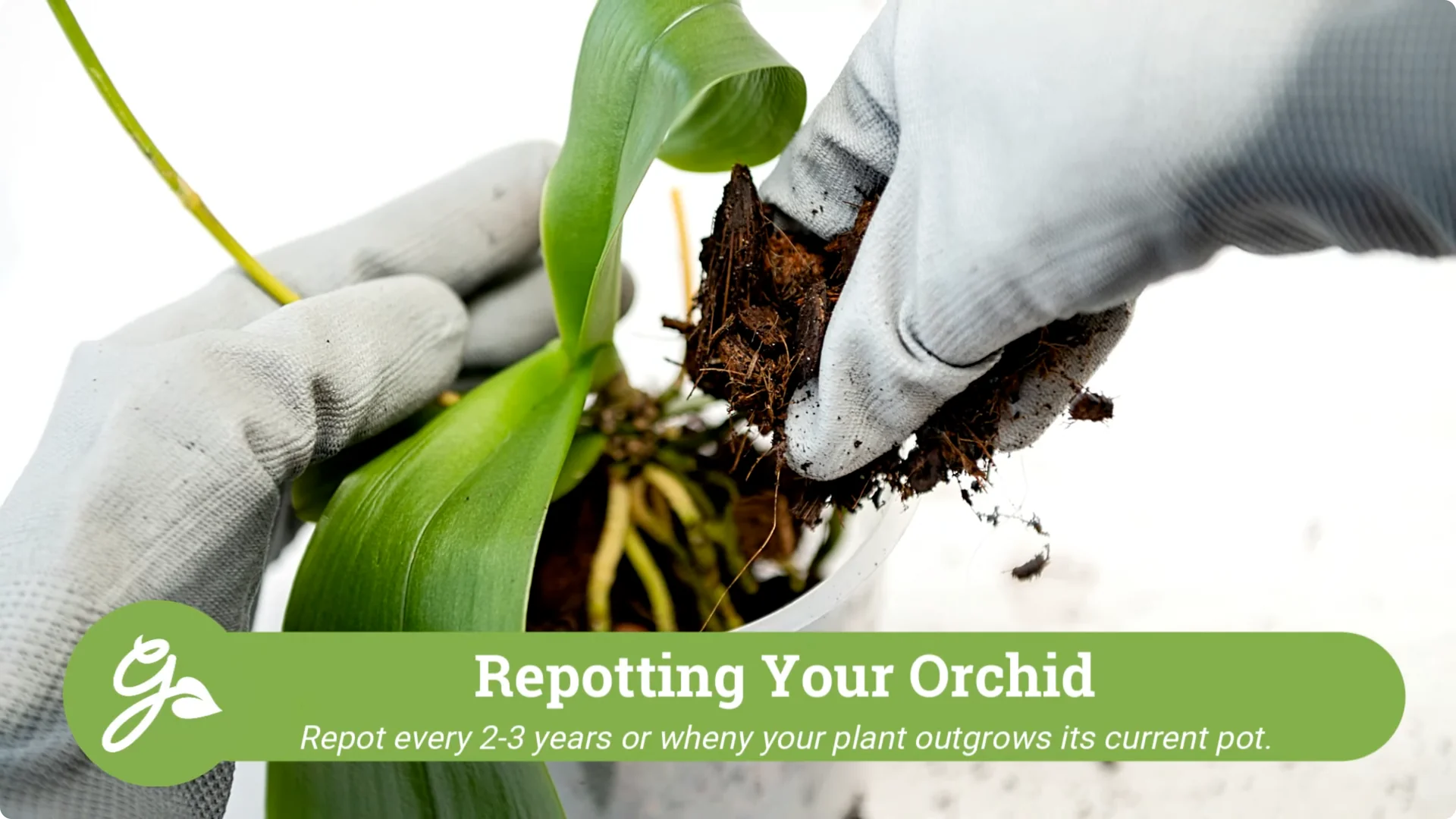 Orchid Care for Beginners: Easy Tips to Help Them Thrive screenshot 22
