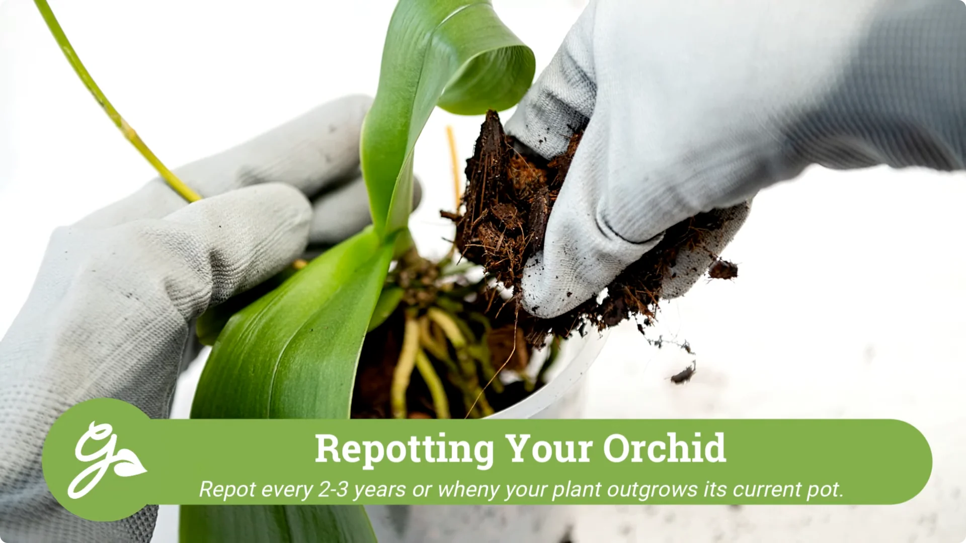 Orchid Care for Beginners: Easy Tips to Help Them Thrive screenshot 23
