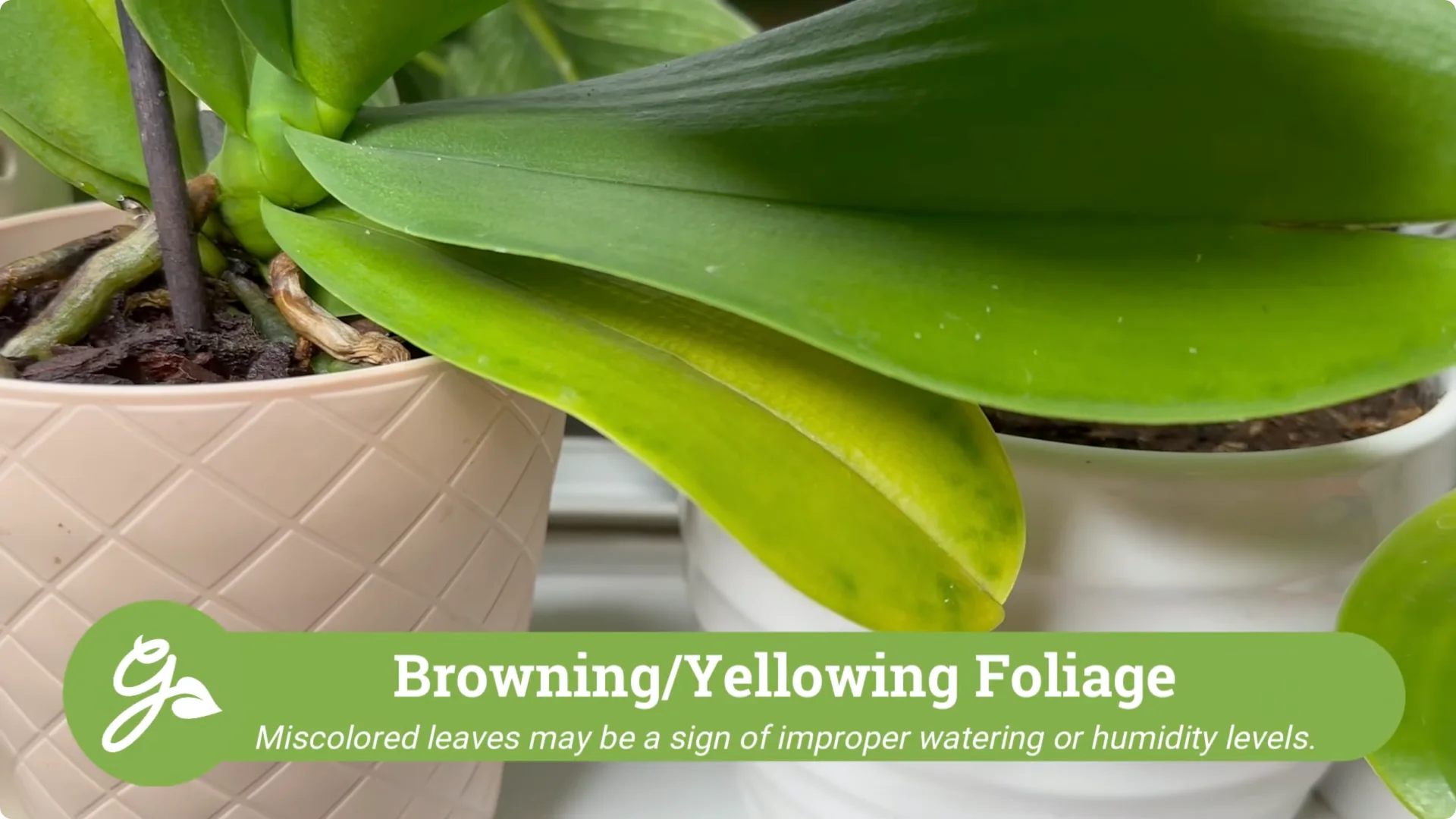 Orchid Care for Beginners: Easy Tips to Help Them Thrive screenshot 24