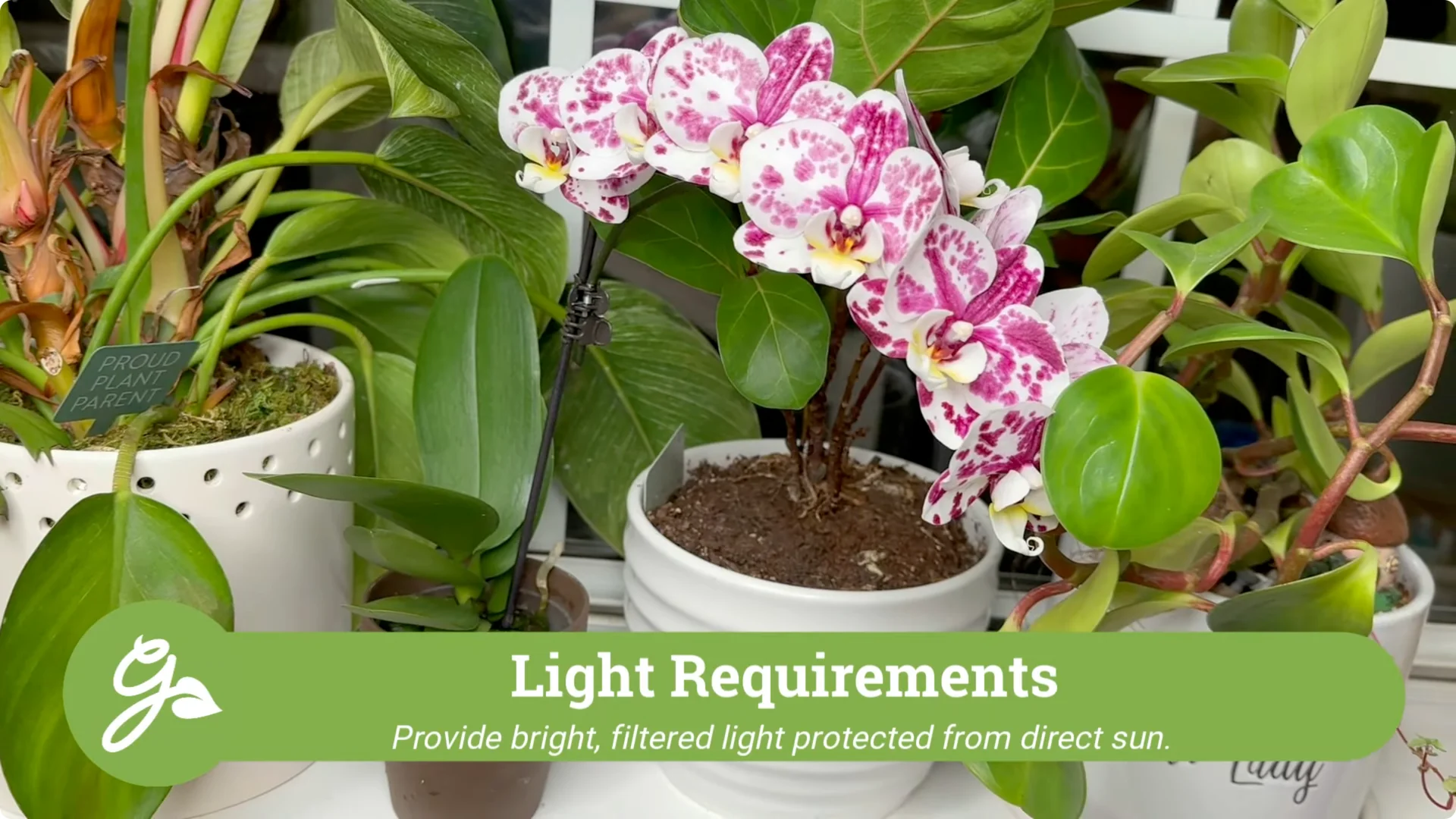 Orchid Care for Beginners: Easy Tips to Help Them Thrive screenshot 3