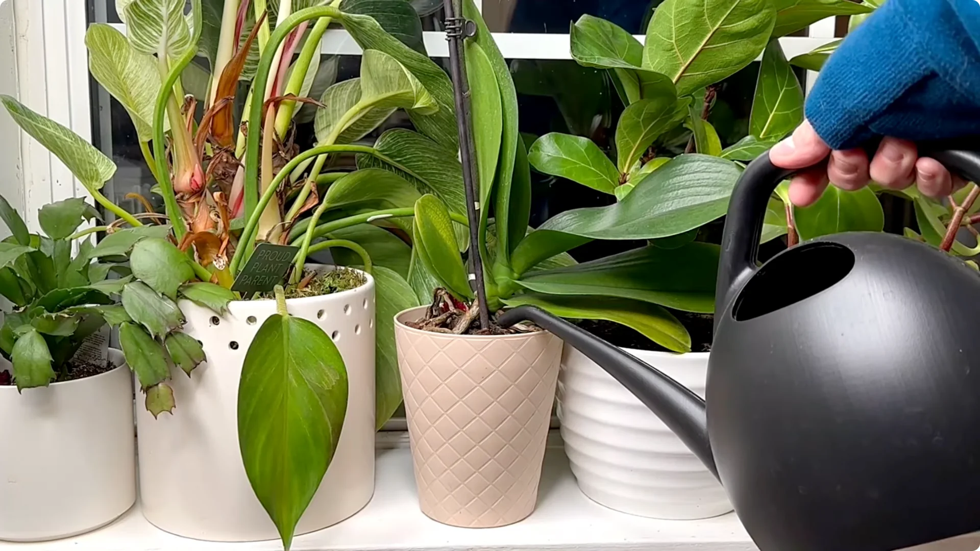 Orchid Care for Beginners: Easy Tips to Help Them Thrive screenshot 5