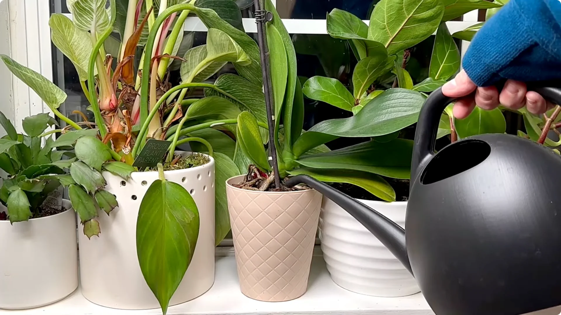 Orchid Care for Beginners: Easy Tips to Help Them Thrive screenshot 6
