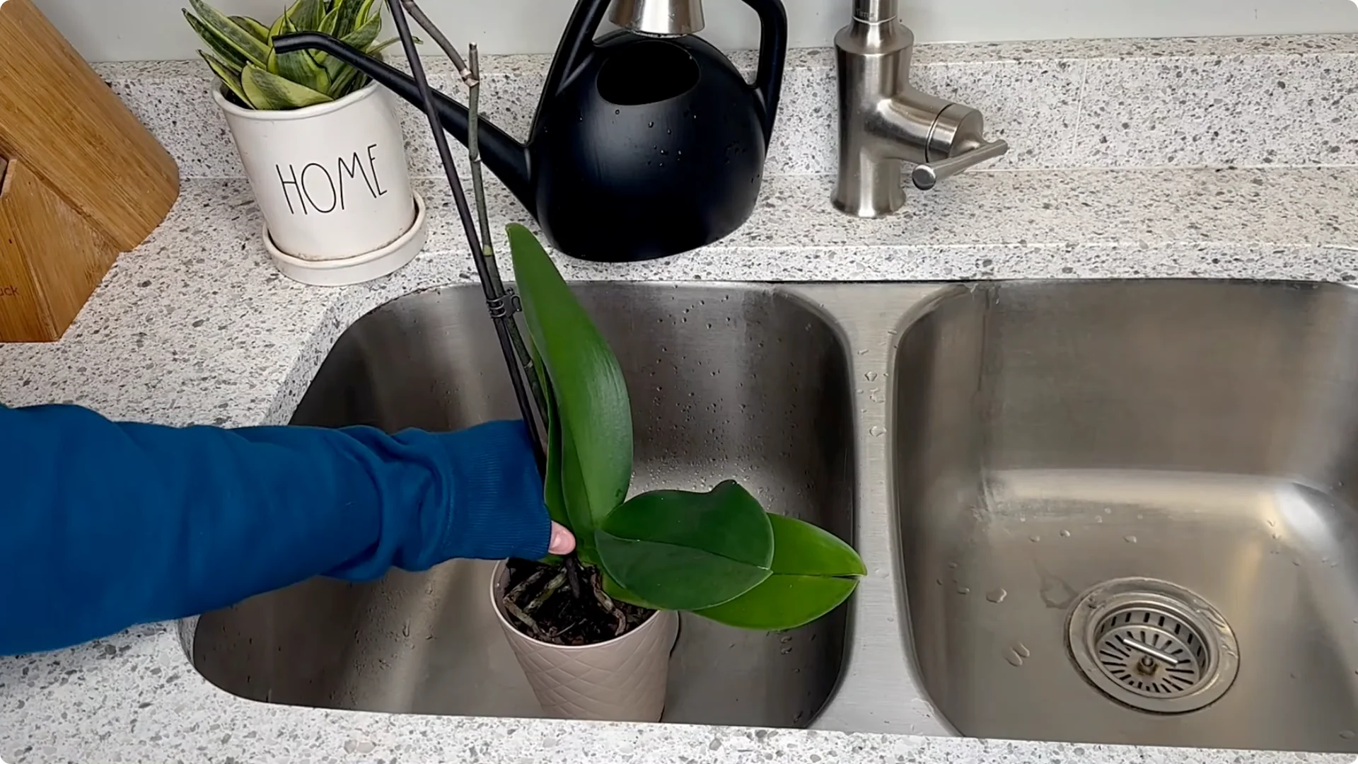 Orchid Care for Beginners: Easy Tips to Help Them Thrive screenshot 7