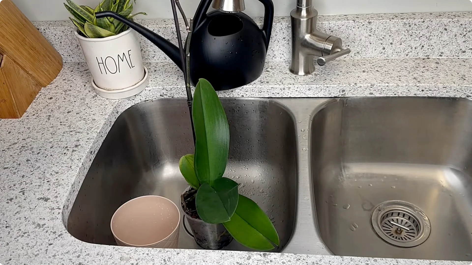 Orchid Care for Beginners: Easy Tips to Help Them Thrive screenshot 8