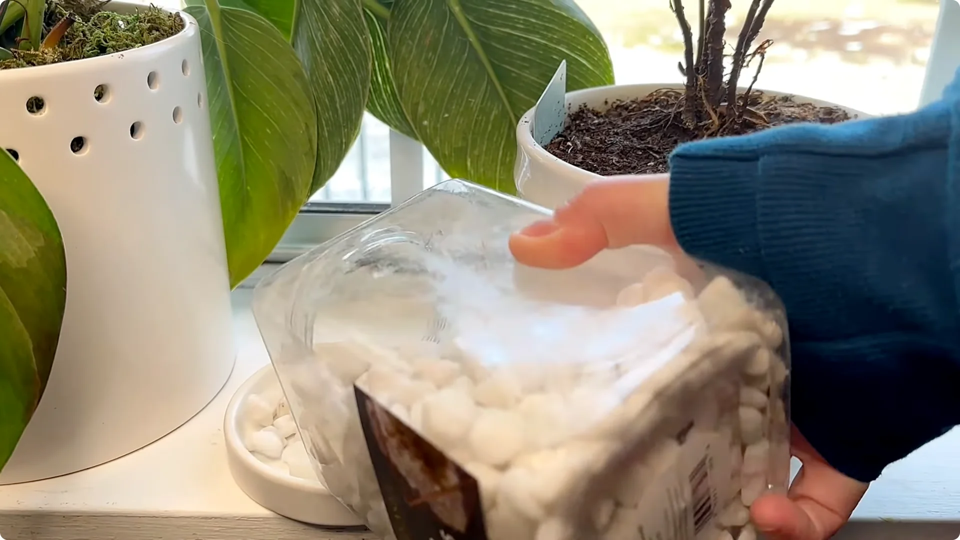 Orchid Care for Beginners: Easy Tips to Help Them Thrive screenshot 9