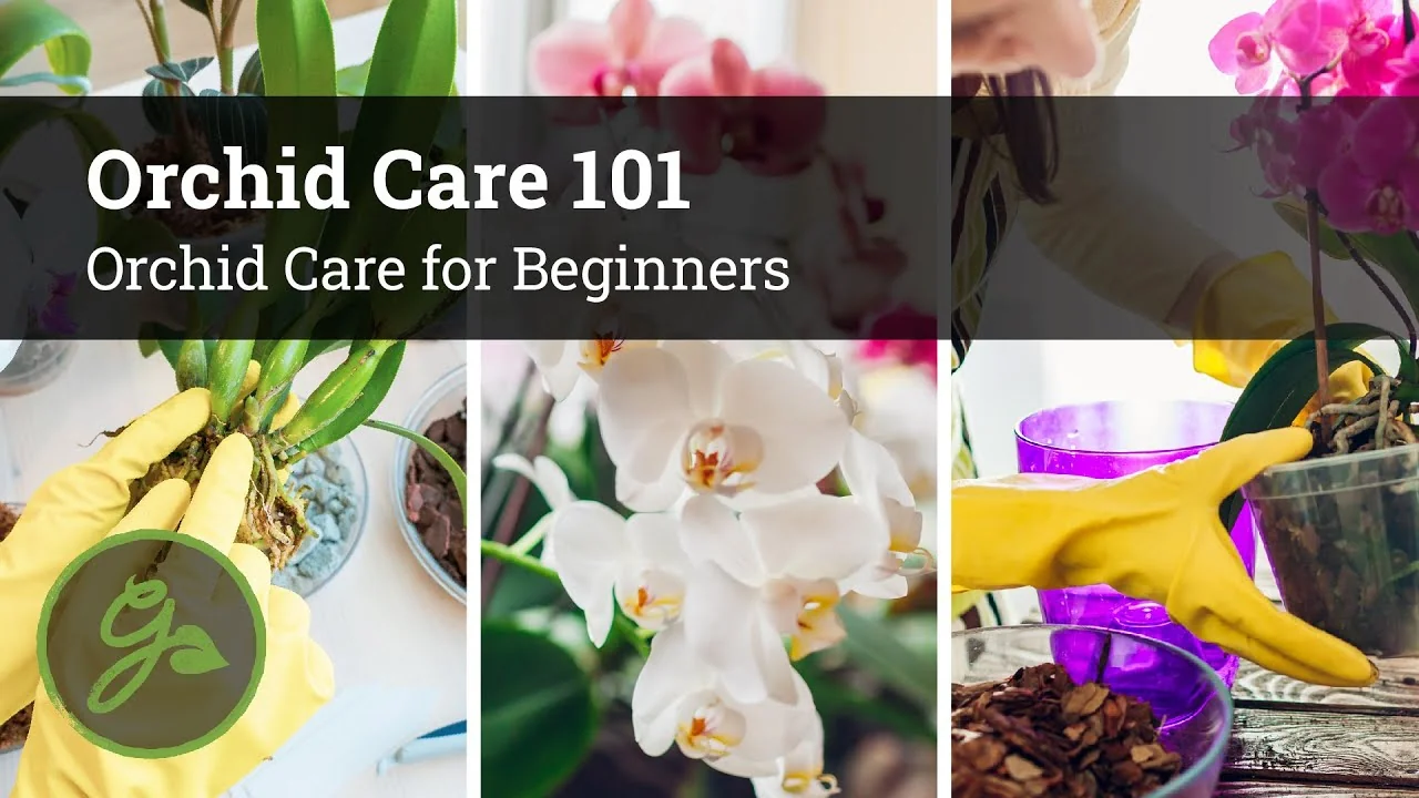 Orchid Care for Beginners: Easy Tips to Help Them Thrive - Featured Image