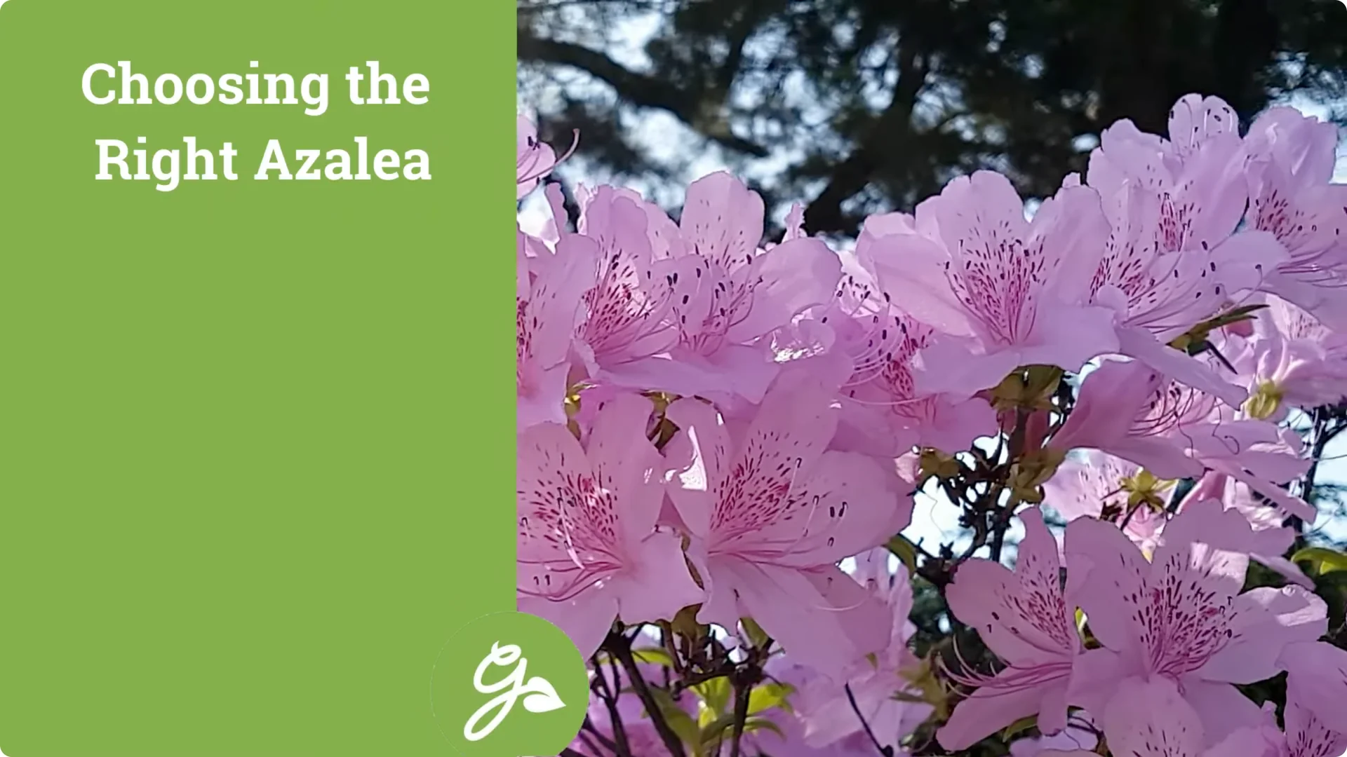 Secrets to Growing Healthy, Blooming Azaleas All Year screenshot 1