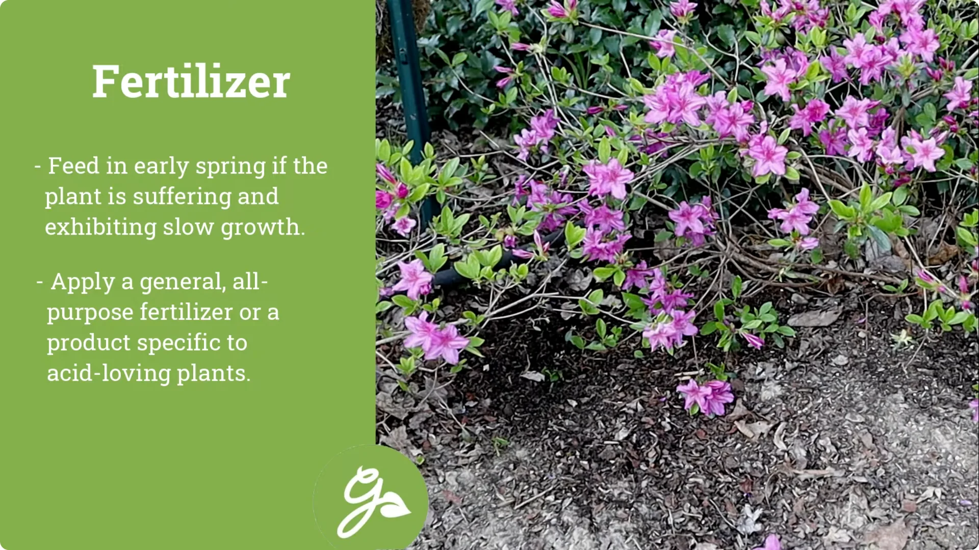 Secrets to Growing Healthy, Blooming Azaleas All Year screenshot 12