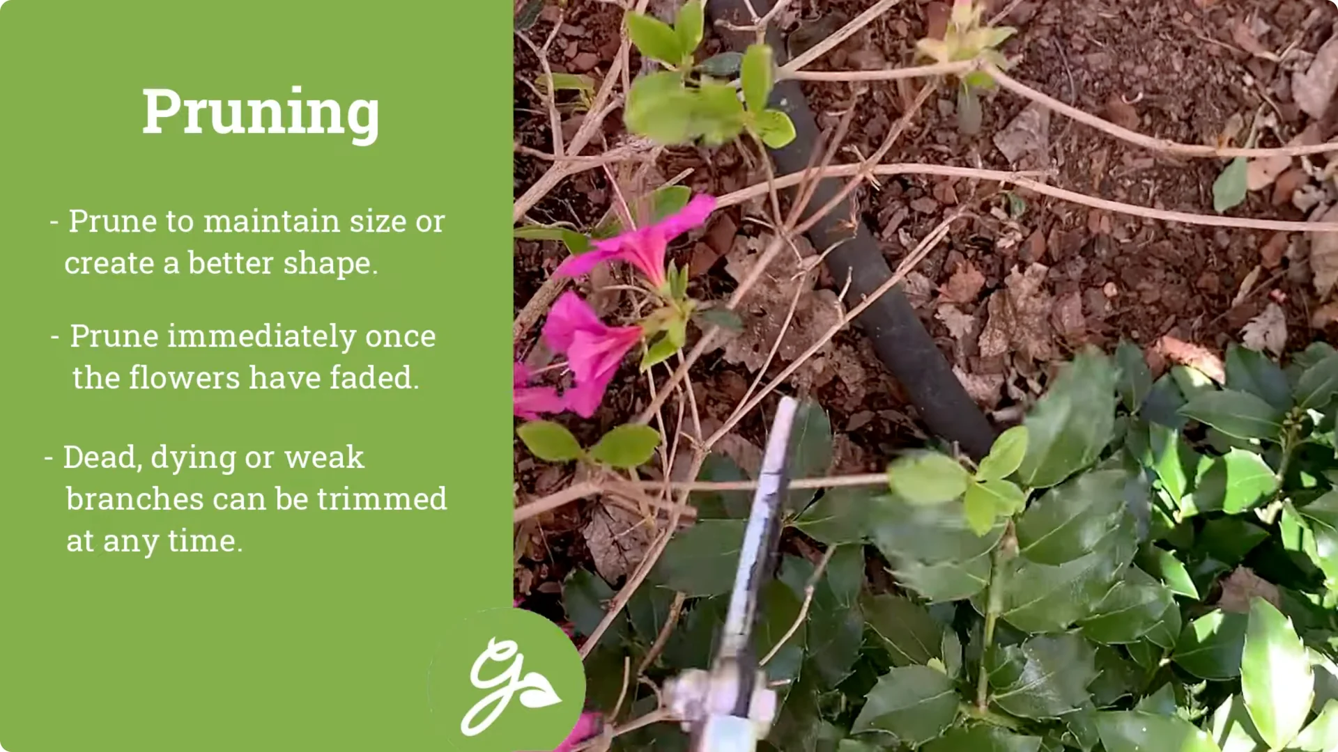 Secrets to Growing Healthy, Blooming Azaleas All Year screenshot 13