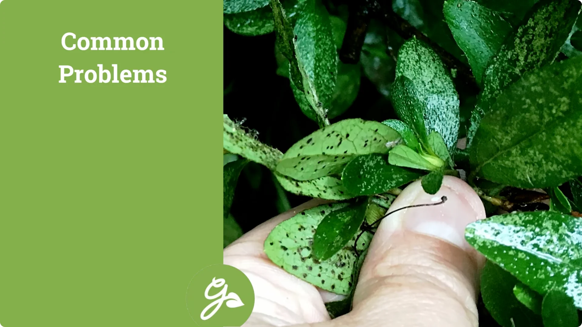 Secrets to Growing Healthy, Blooming Azaleas All Year screenshot 15