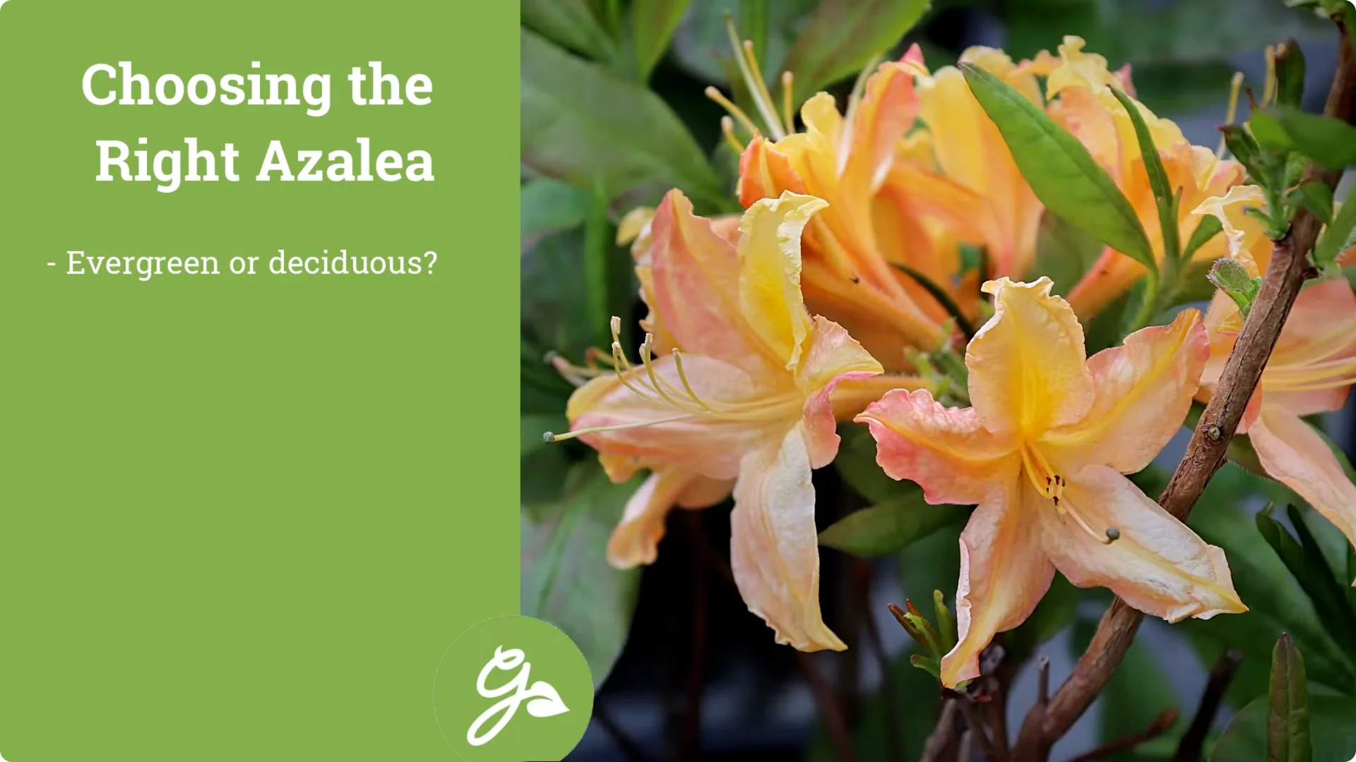 Secrets to Growing Healthy, Blooming Azaleas All Year screenshot 2