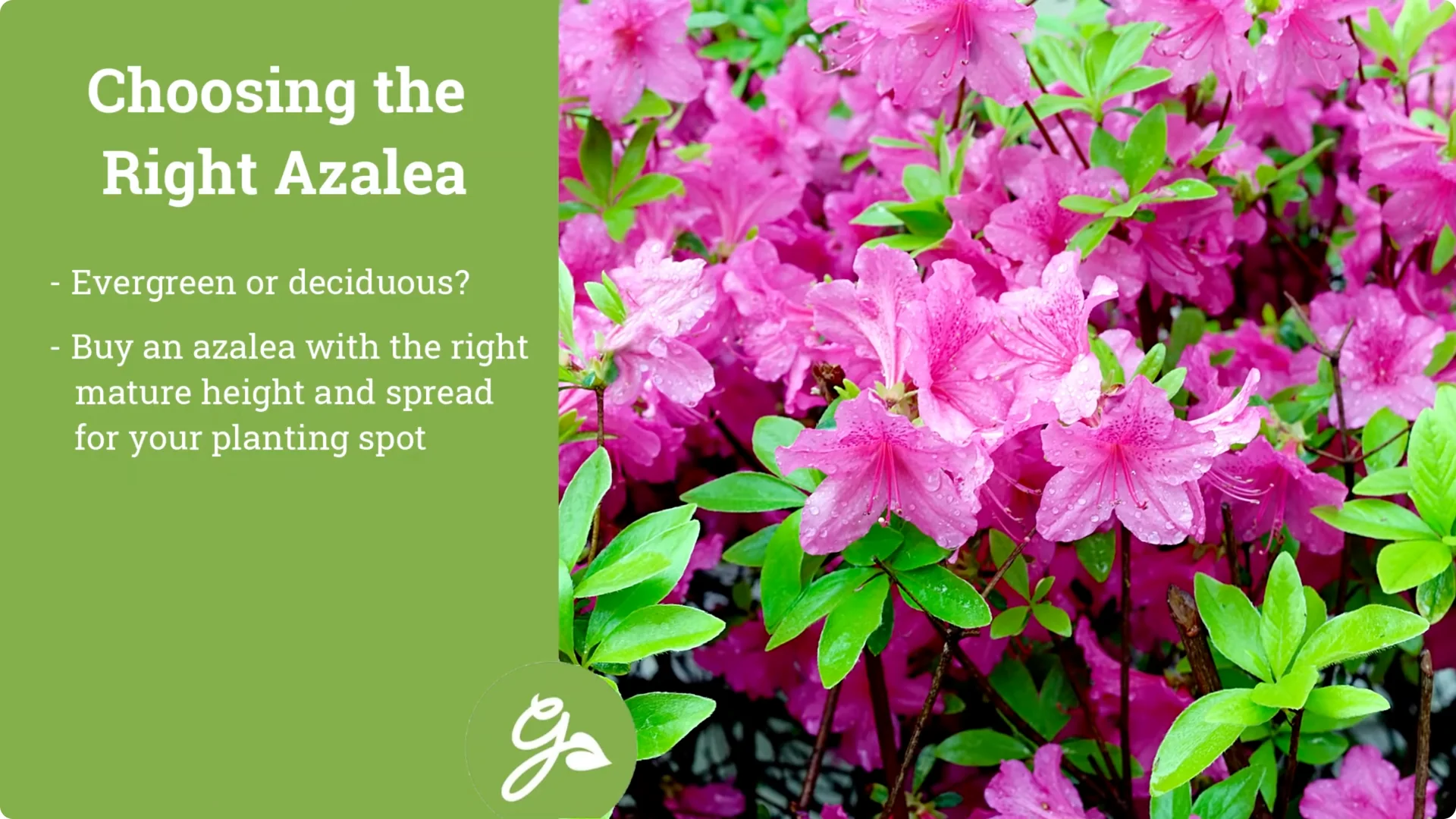 Secrets to Growing Healthy, Blooming Azaleas All Year screenshot 3