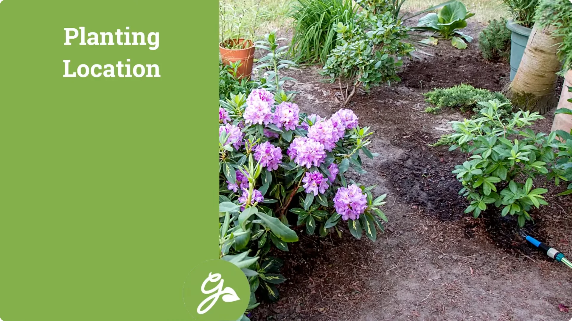 Secrets to Growing Healthy, Blooming Azaleas All Year screenshot 4