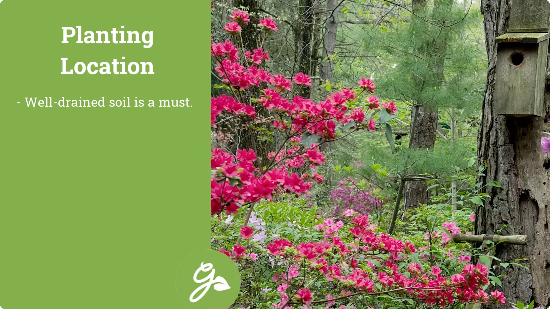 Secrets to Growing Healthy, Blooming Azaleas All Year screenshot 5